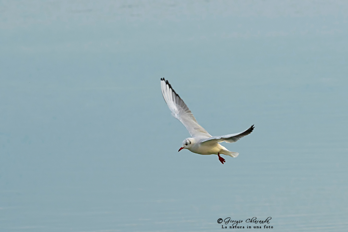  Skimming the water (Common Gull)...