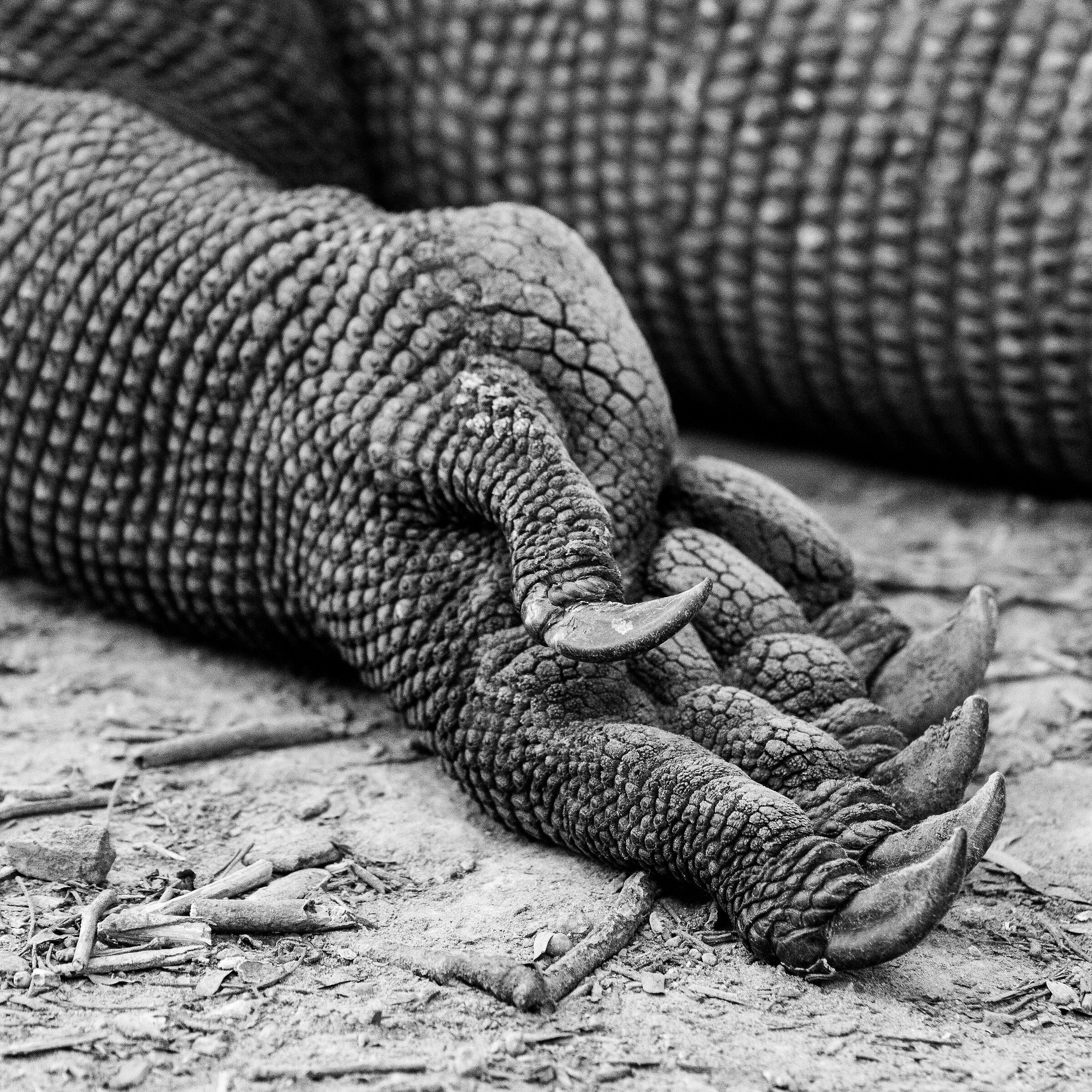 Welcome to Komodo island ...