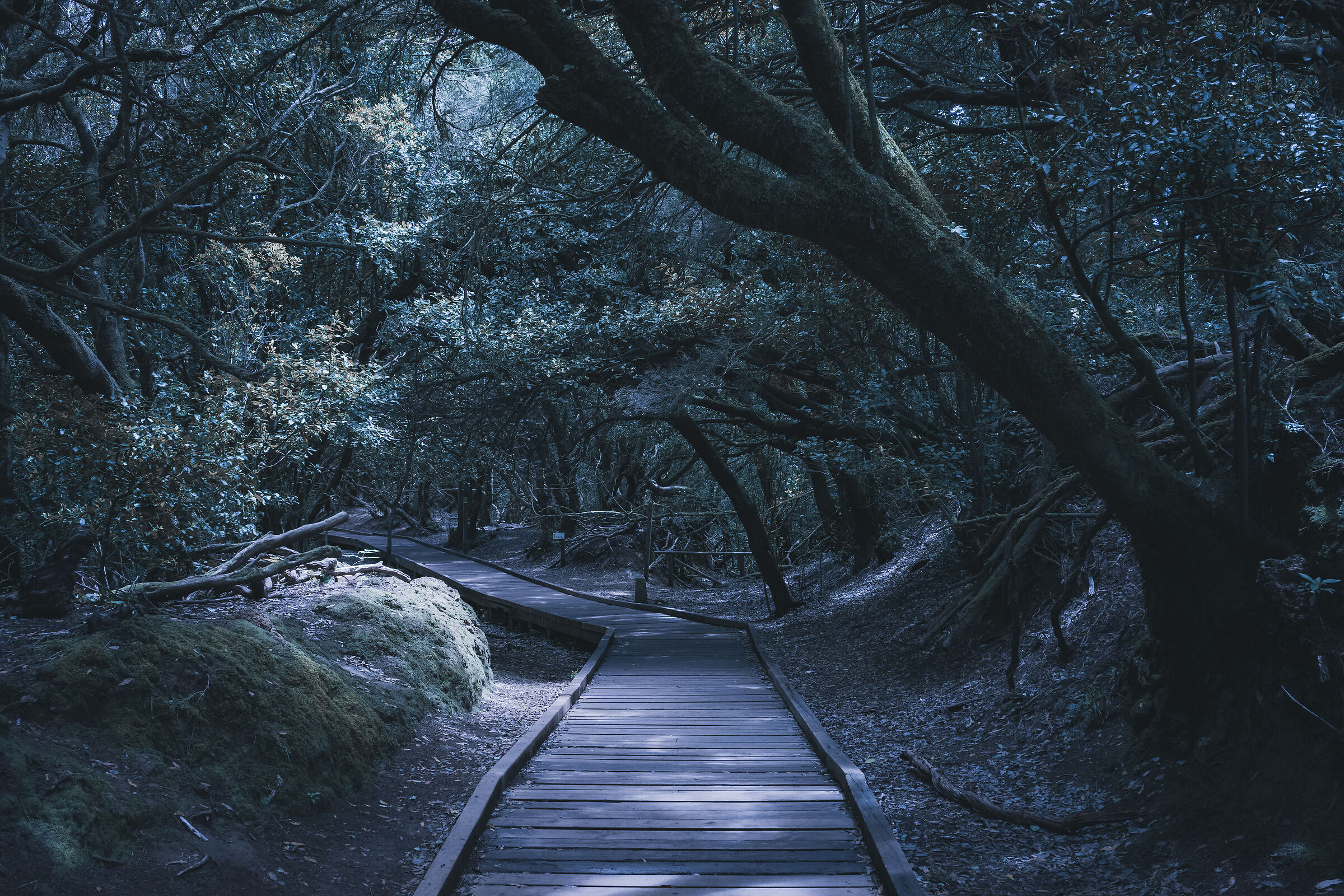 Into the woods...