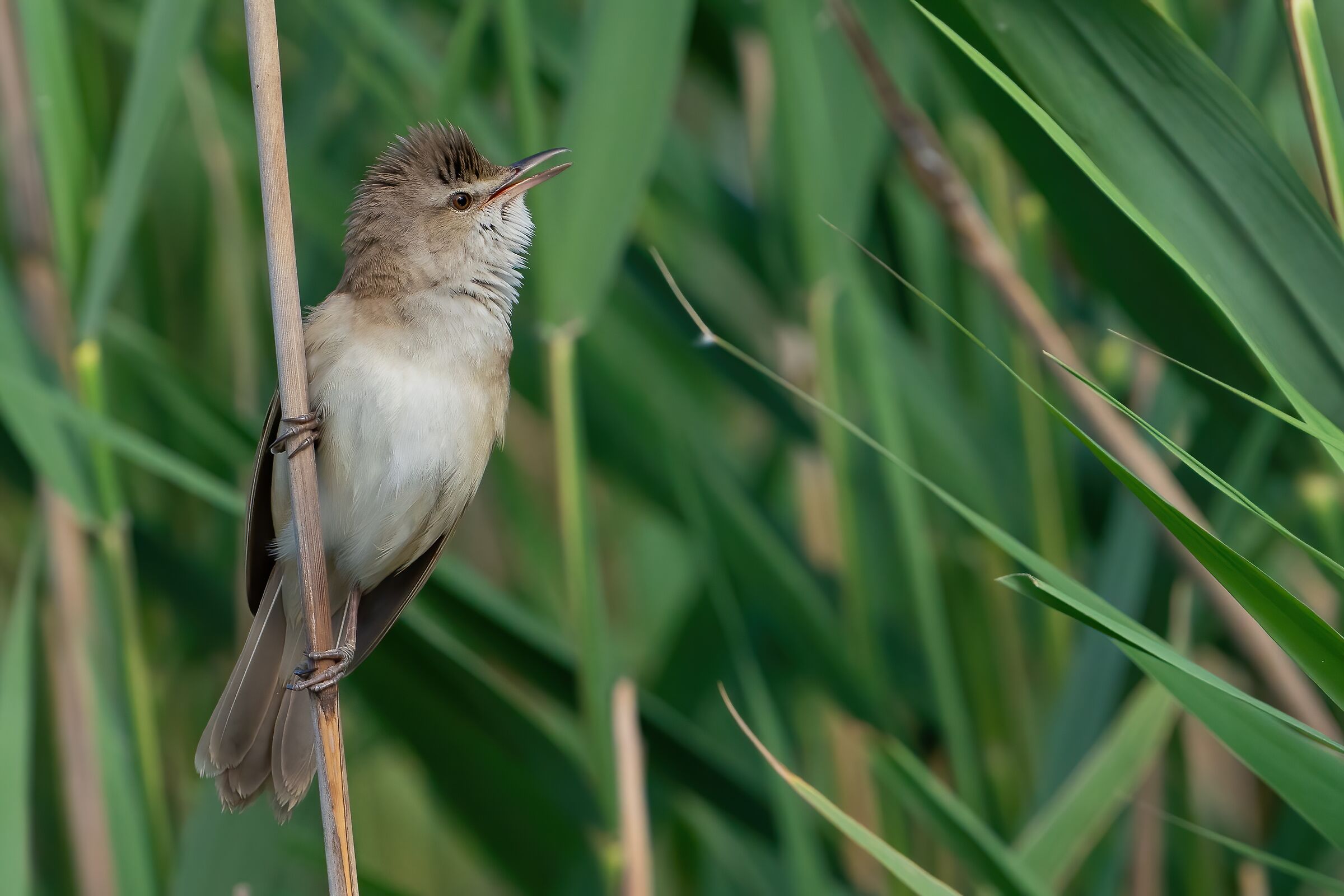 Great reed warbler...