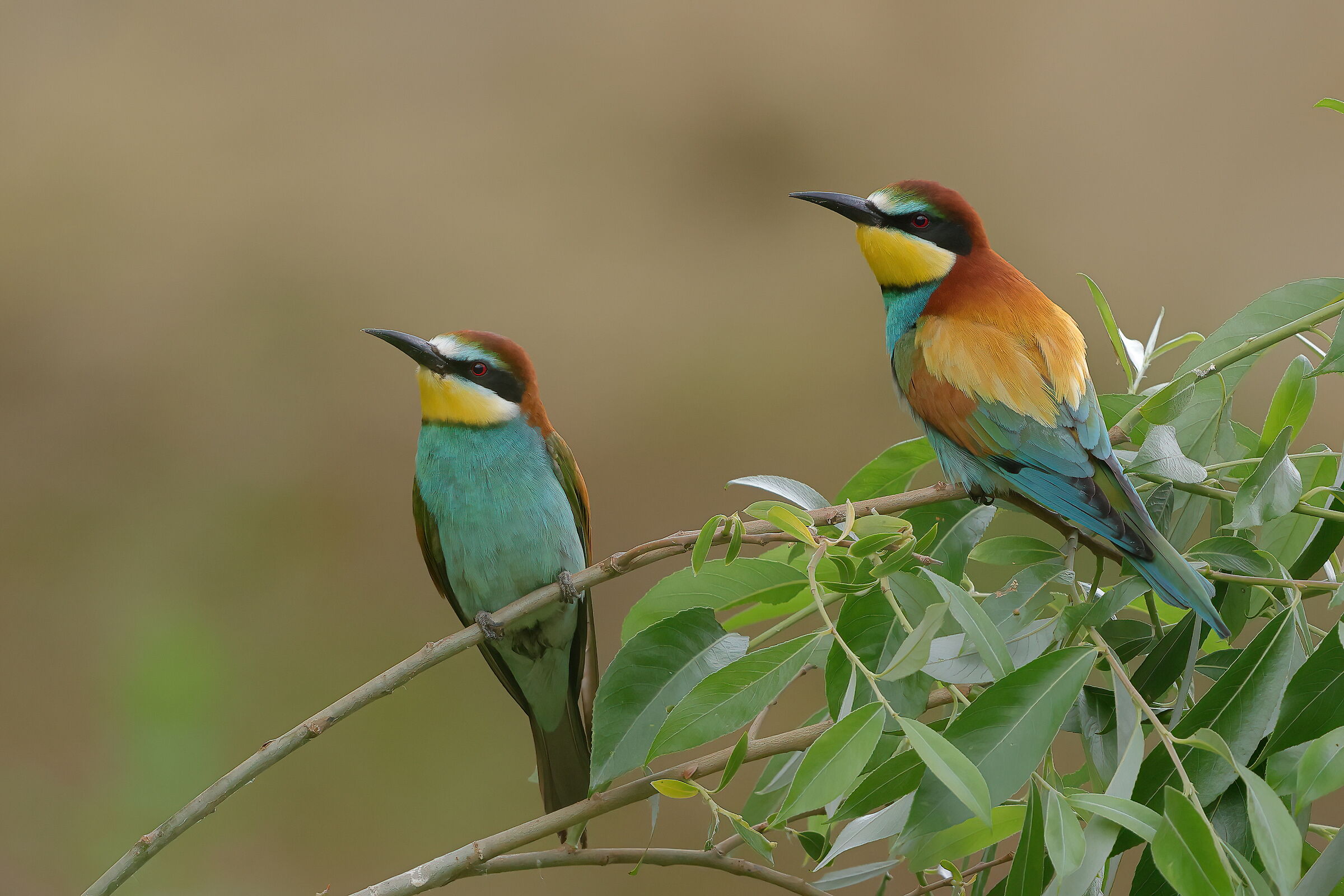 Bee-eaters...