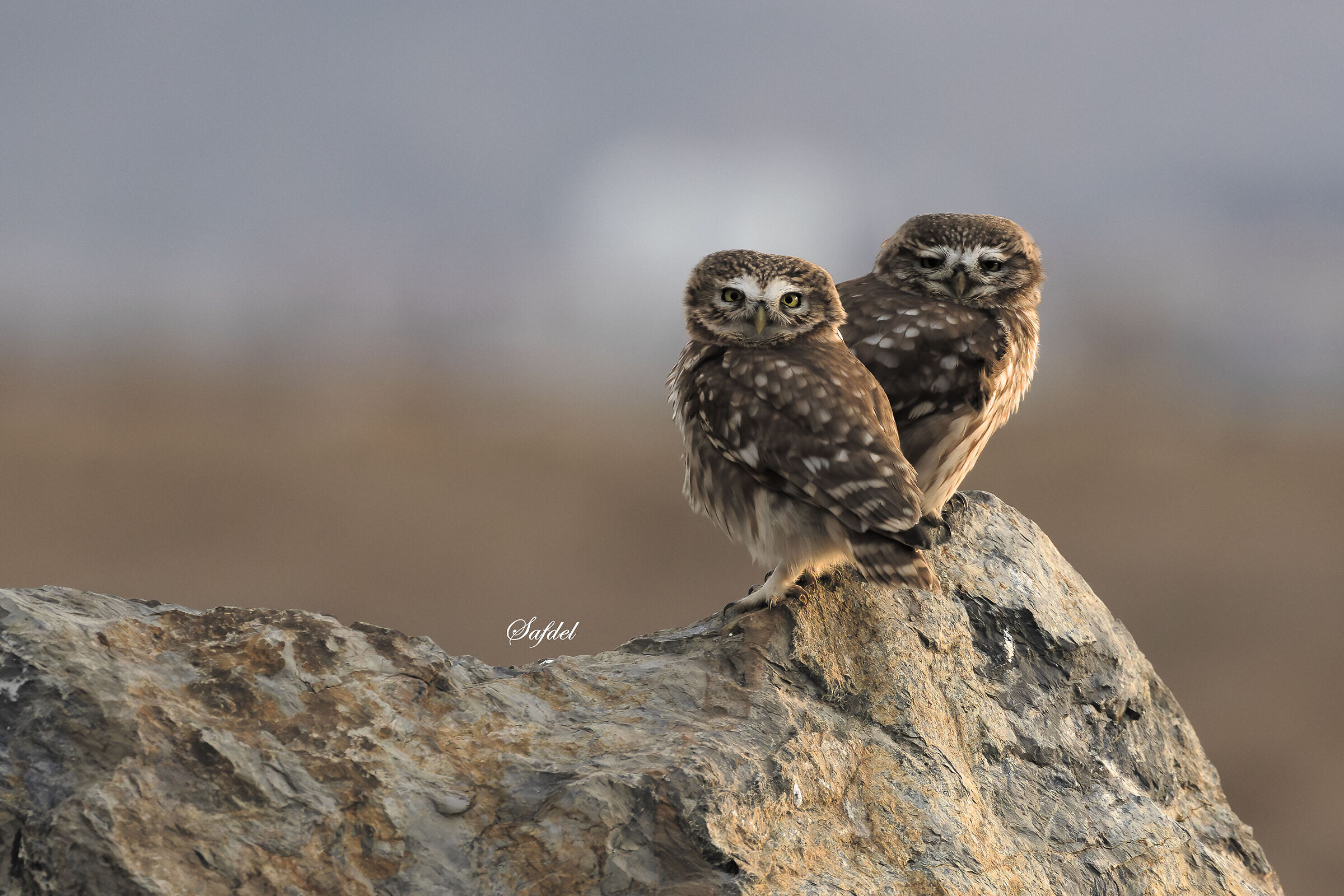A pair of little owls...
