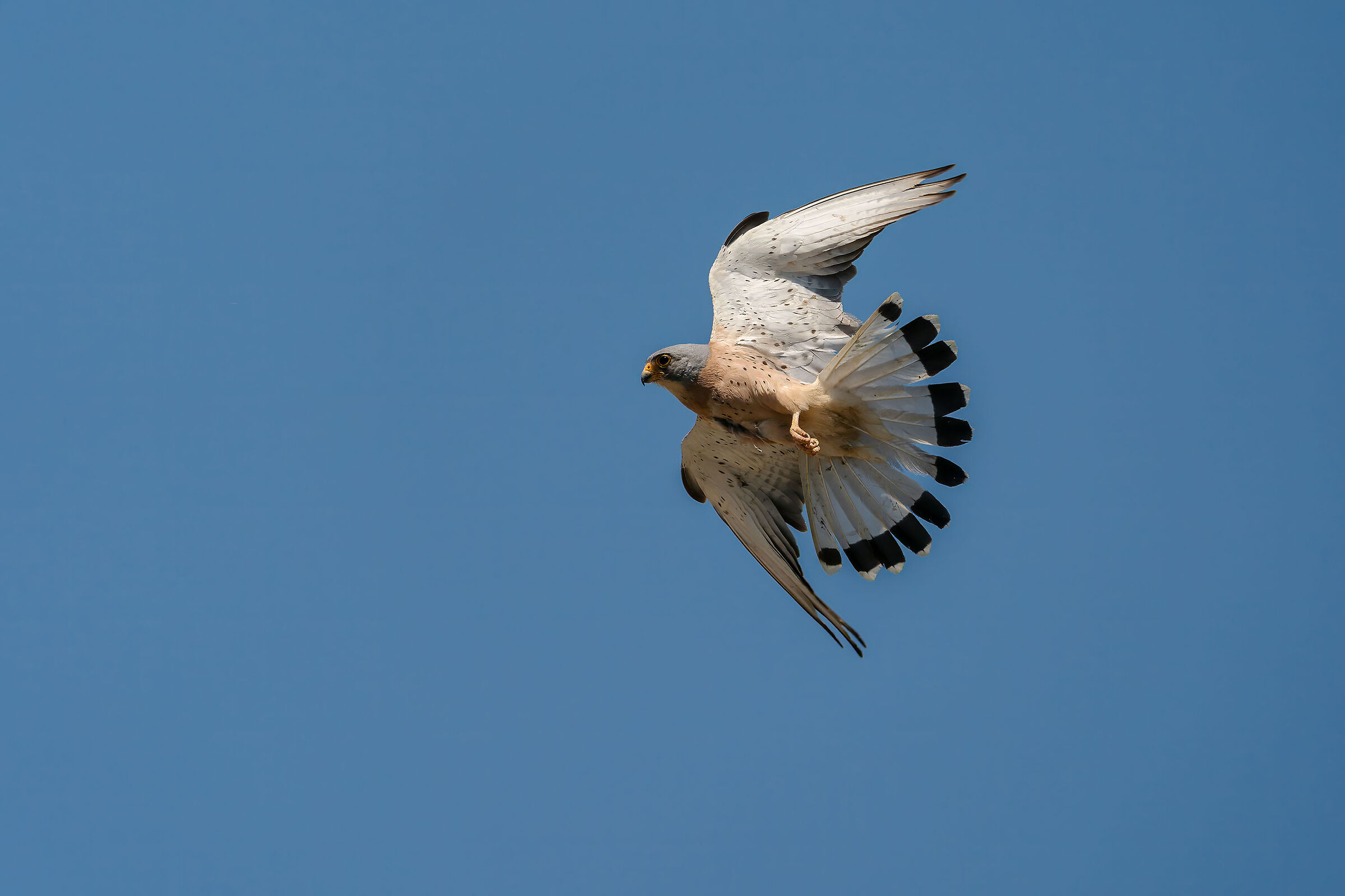 Lesser kestrel...