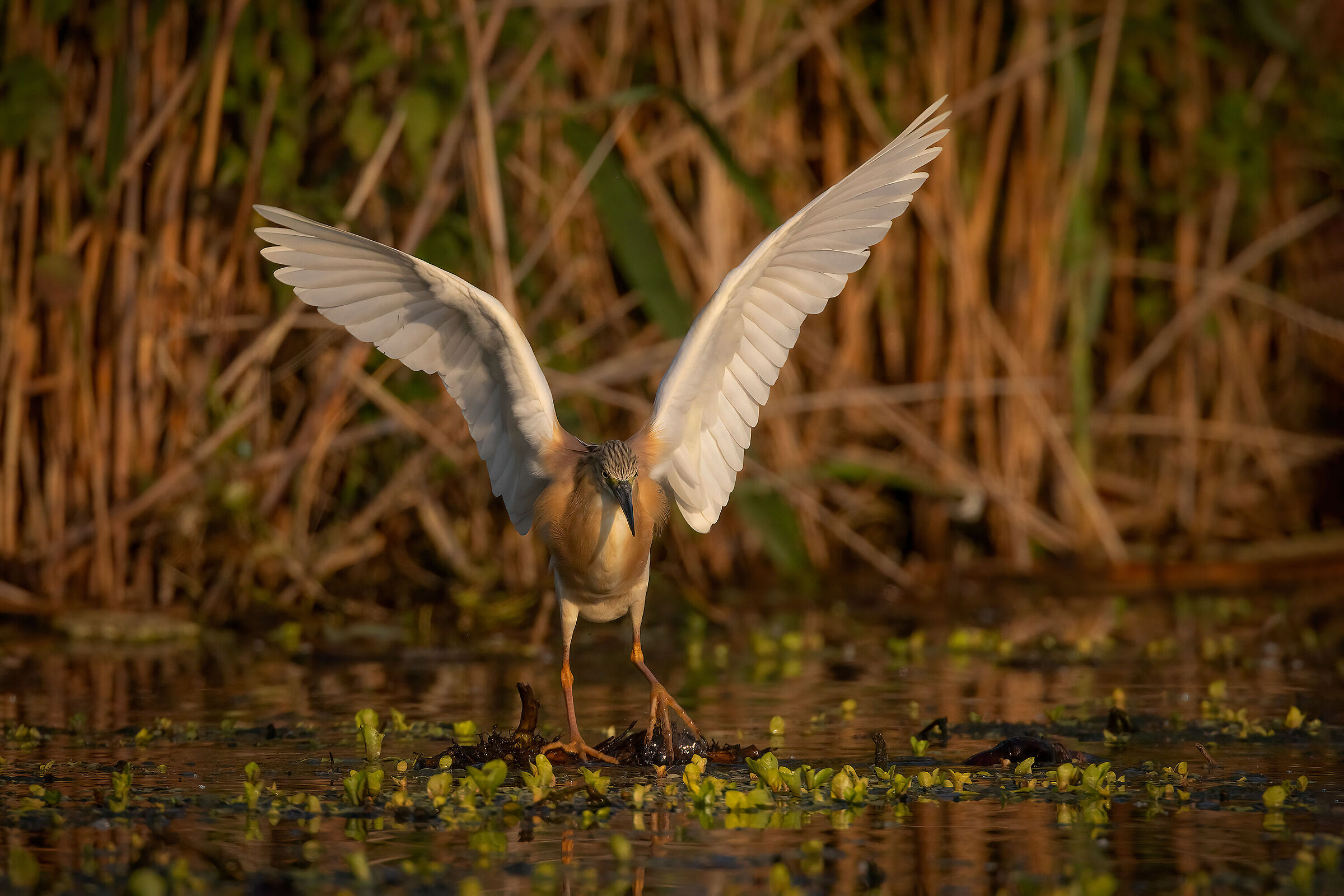 Tufted heron at dawn...