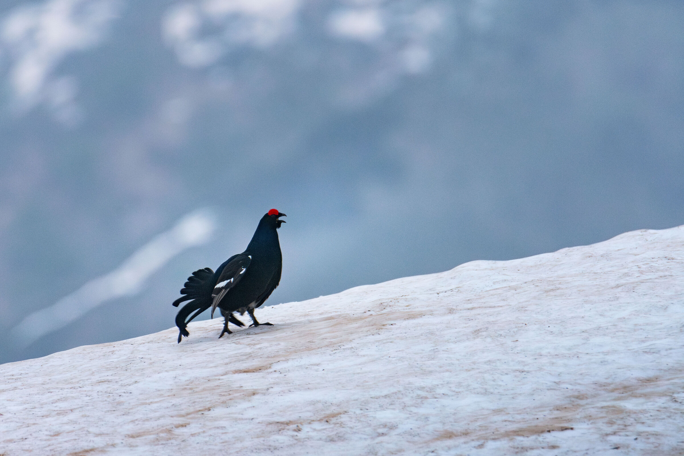 Black Grouse 2024...