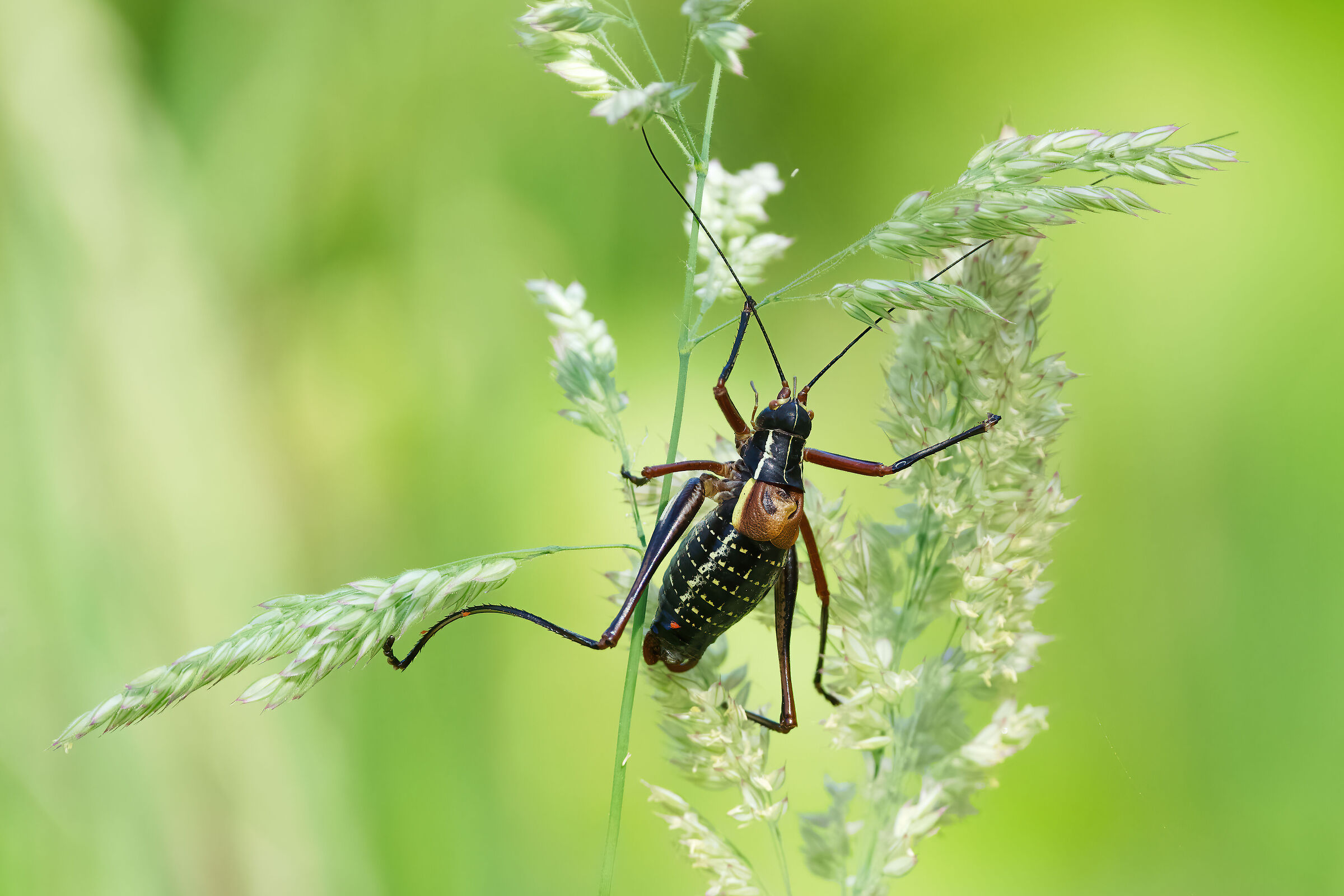 Barbitistes vicetinus...