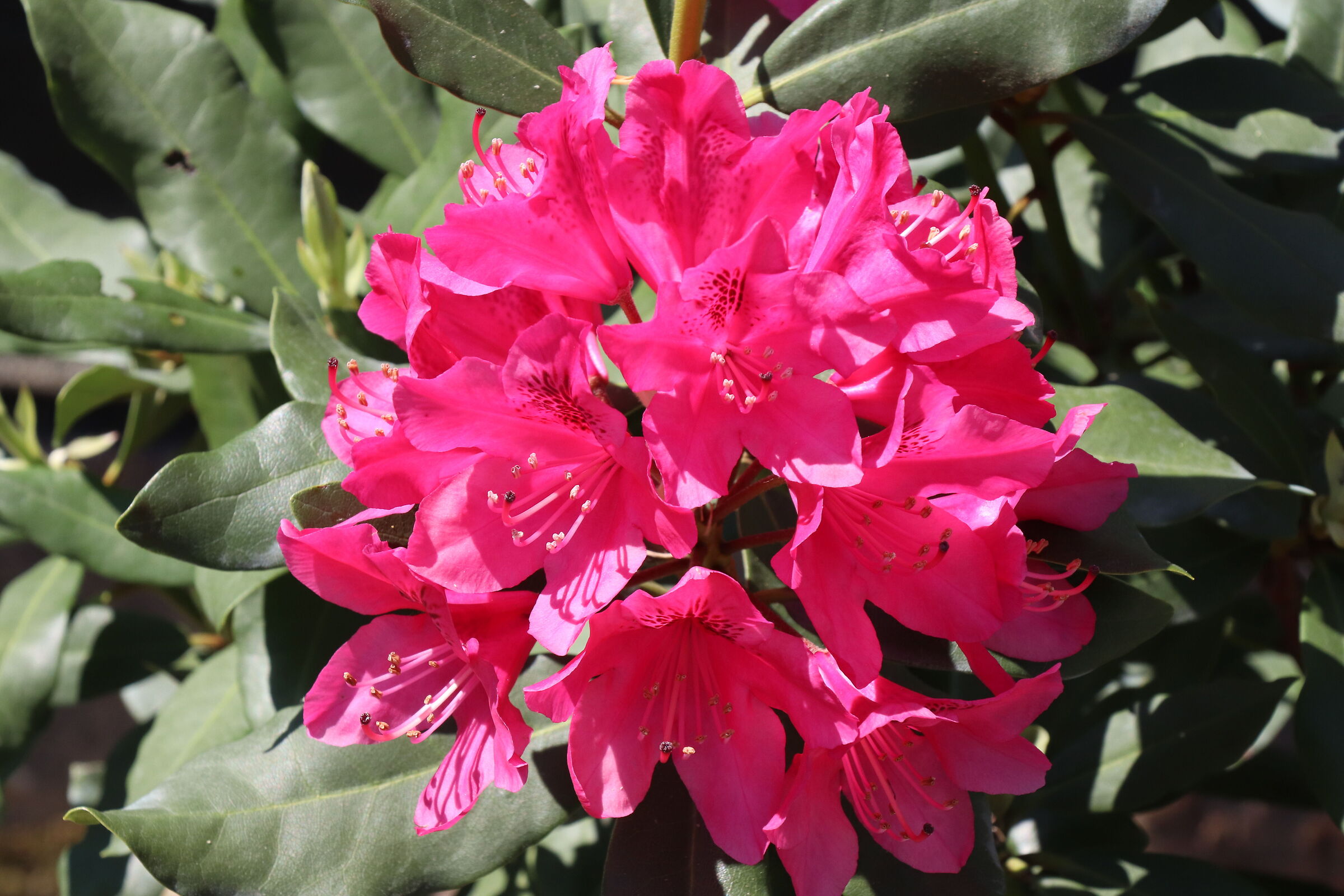 rododendro...