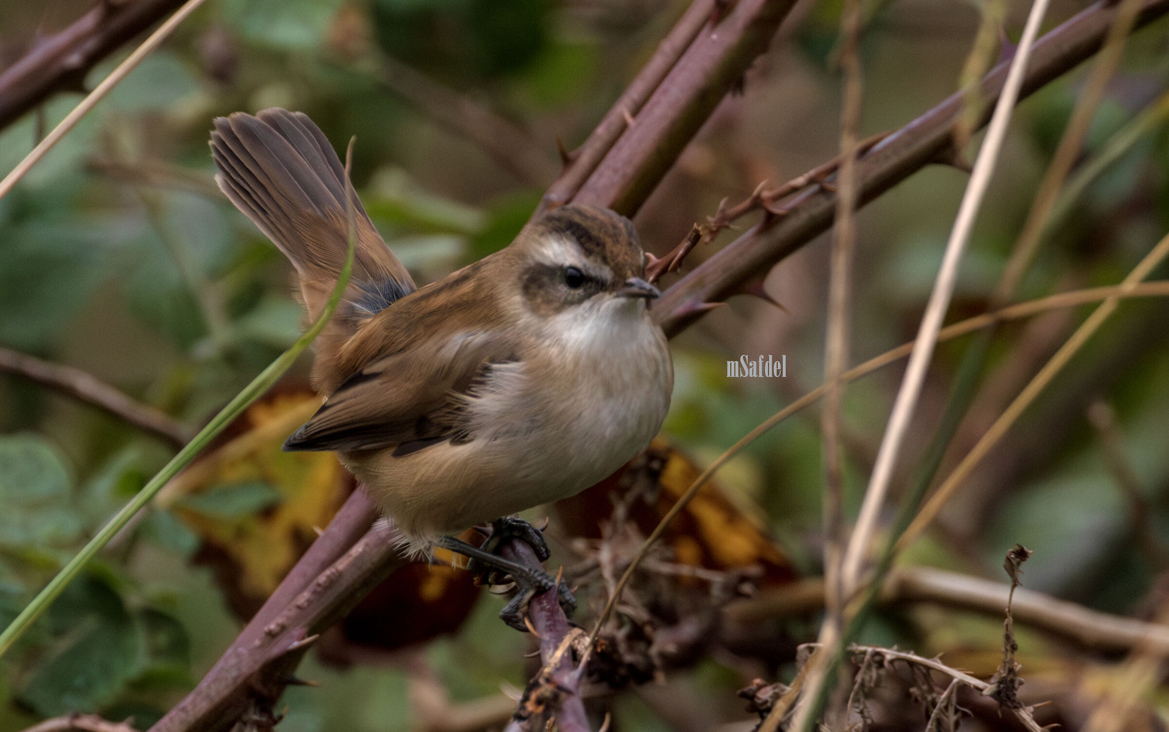 Moustached Warbler...