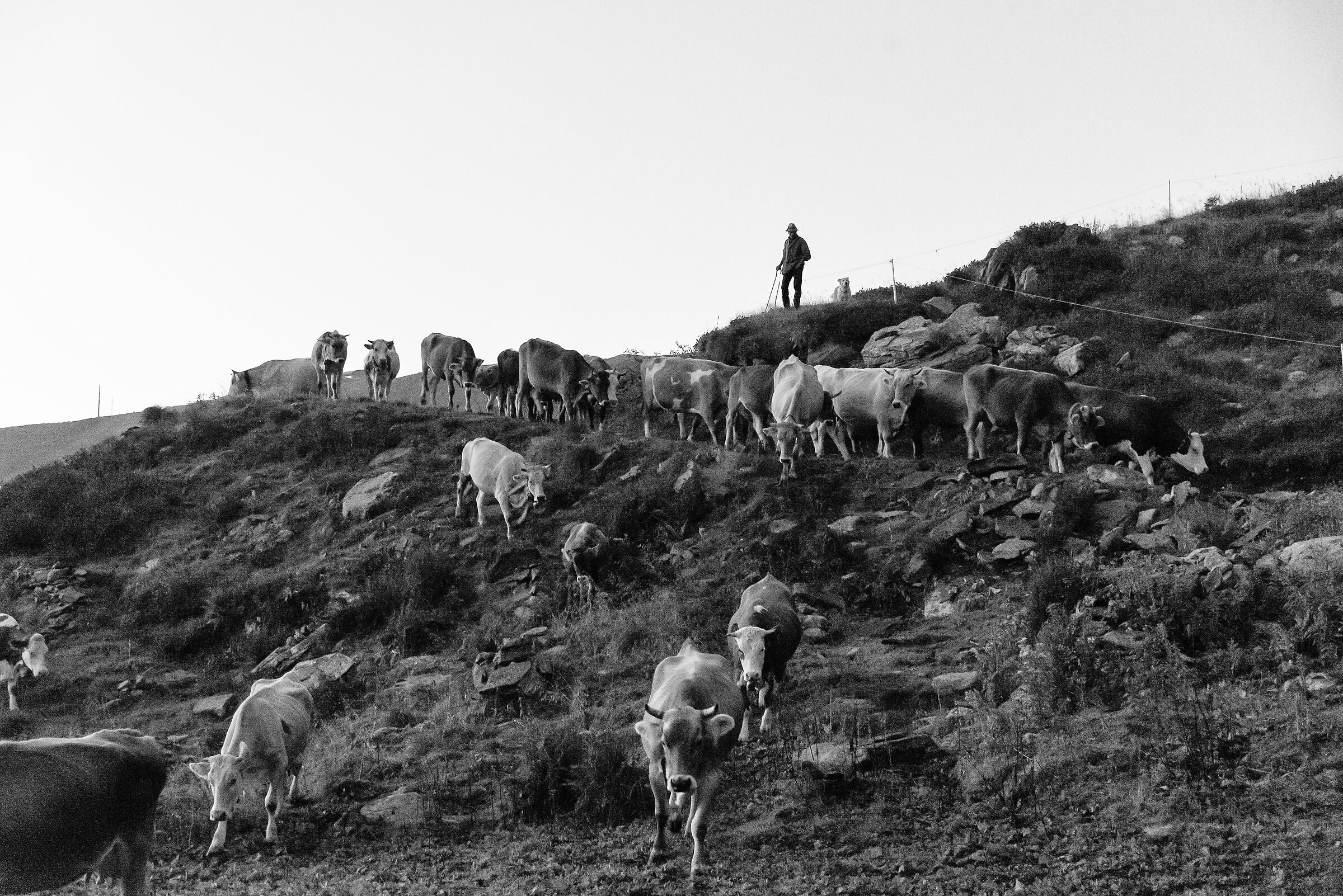 The Malghese (malga project)...