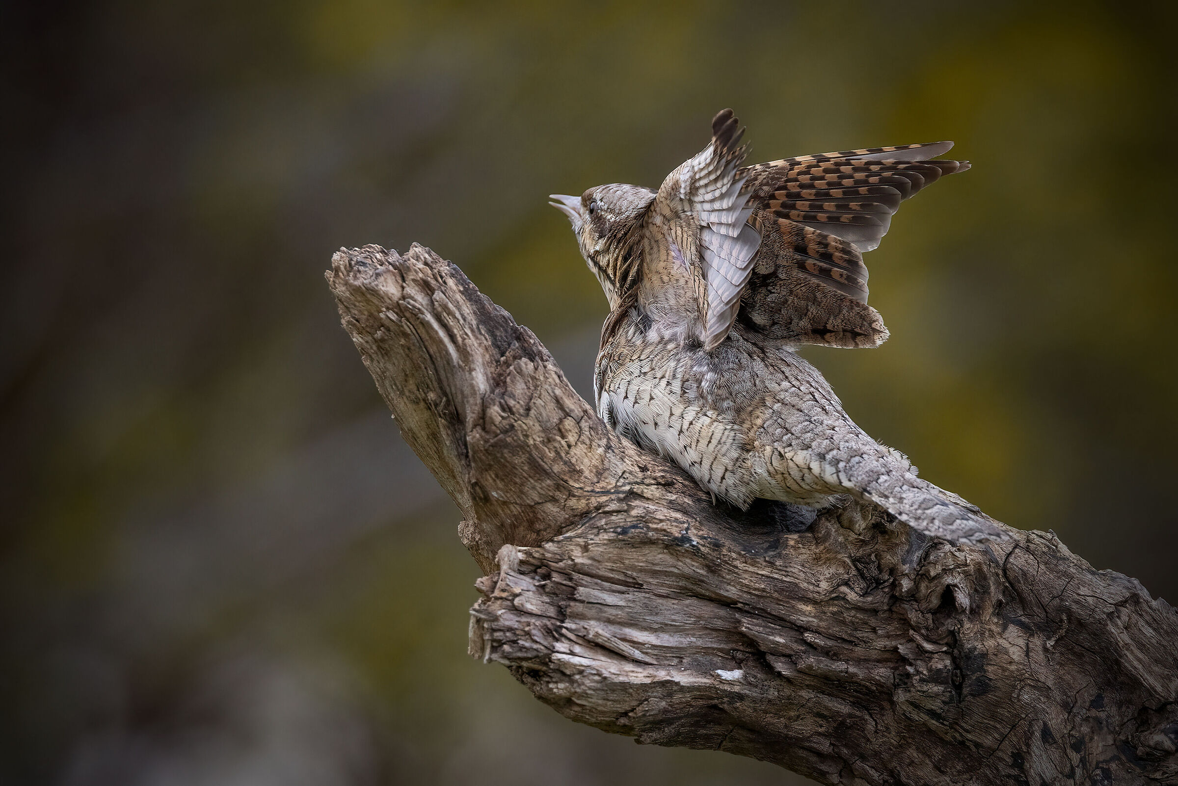 Wryneck...