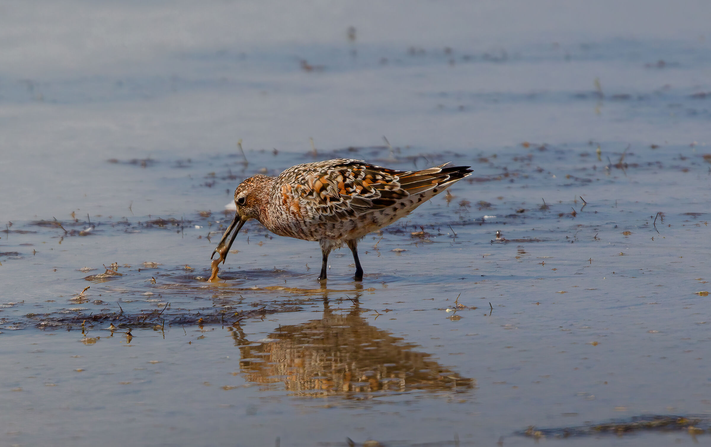 Common Sandpiper...