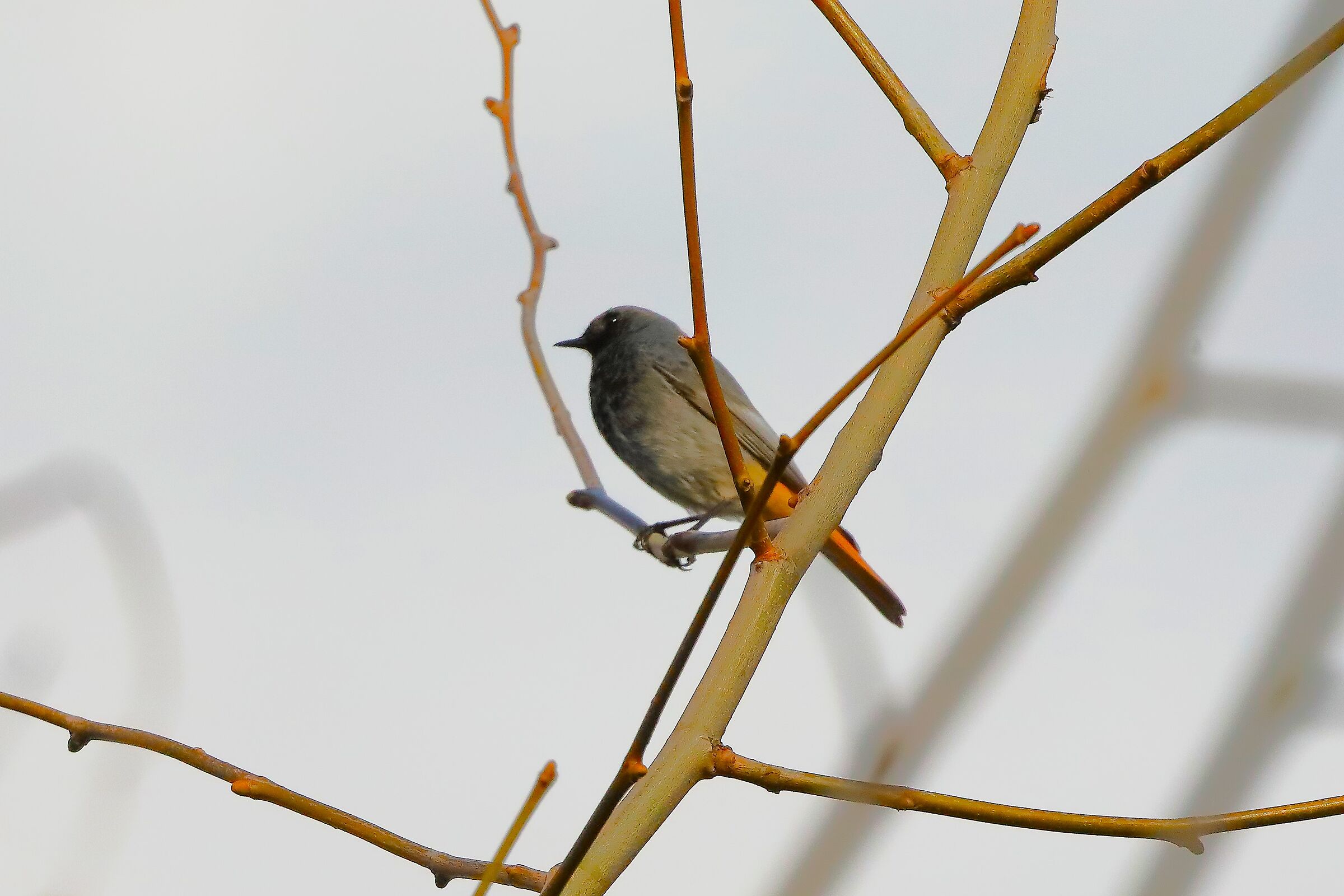 Redstart M 04 March 2024 ...