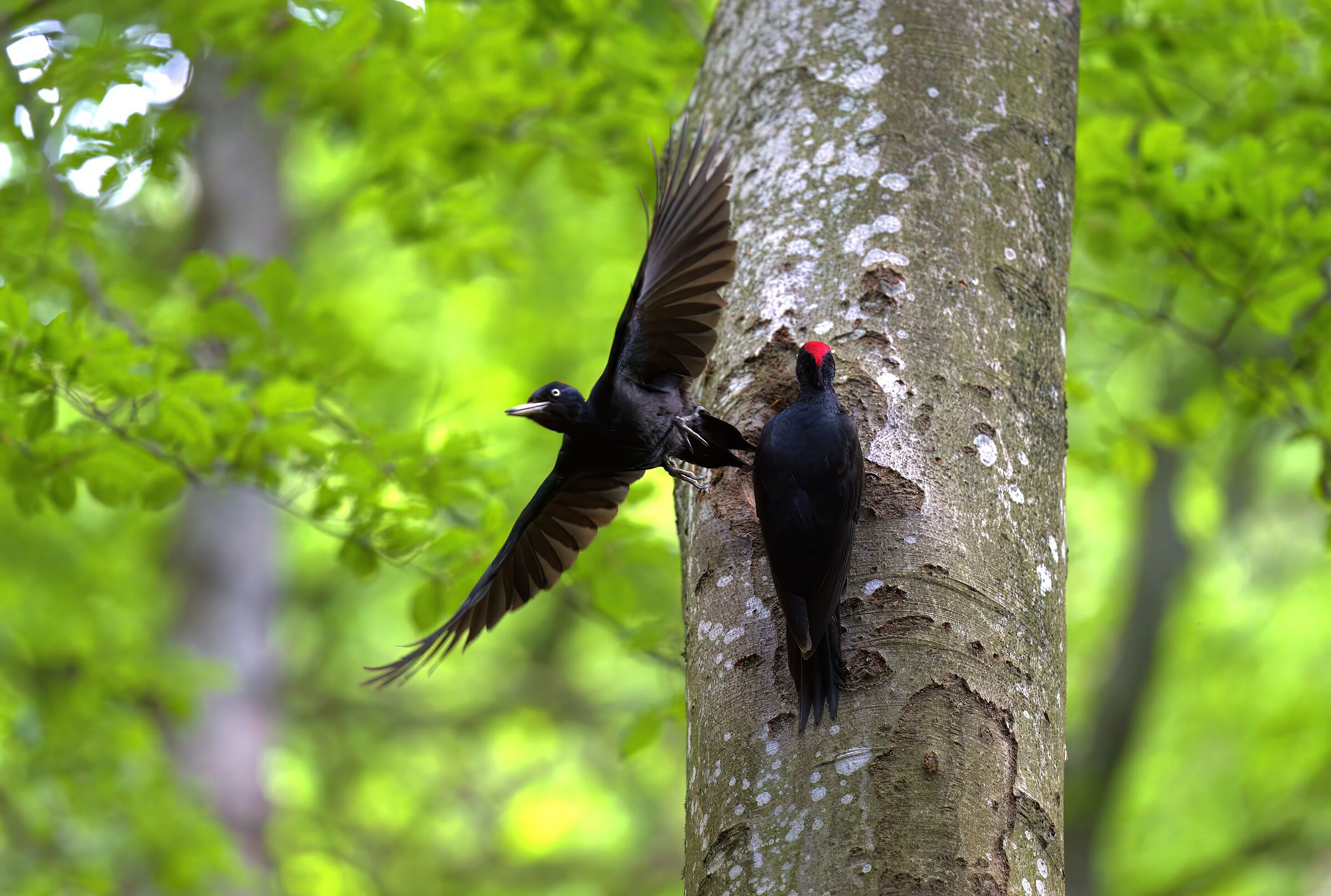 black woodpecker...