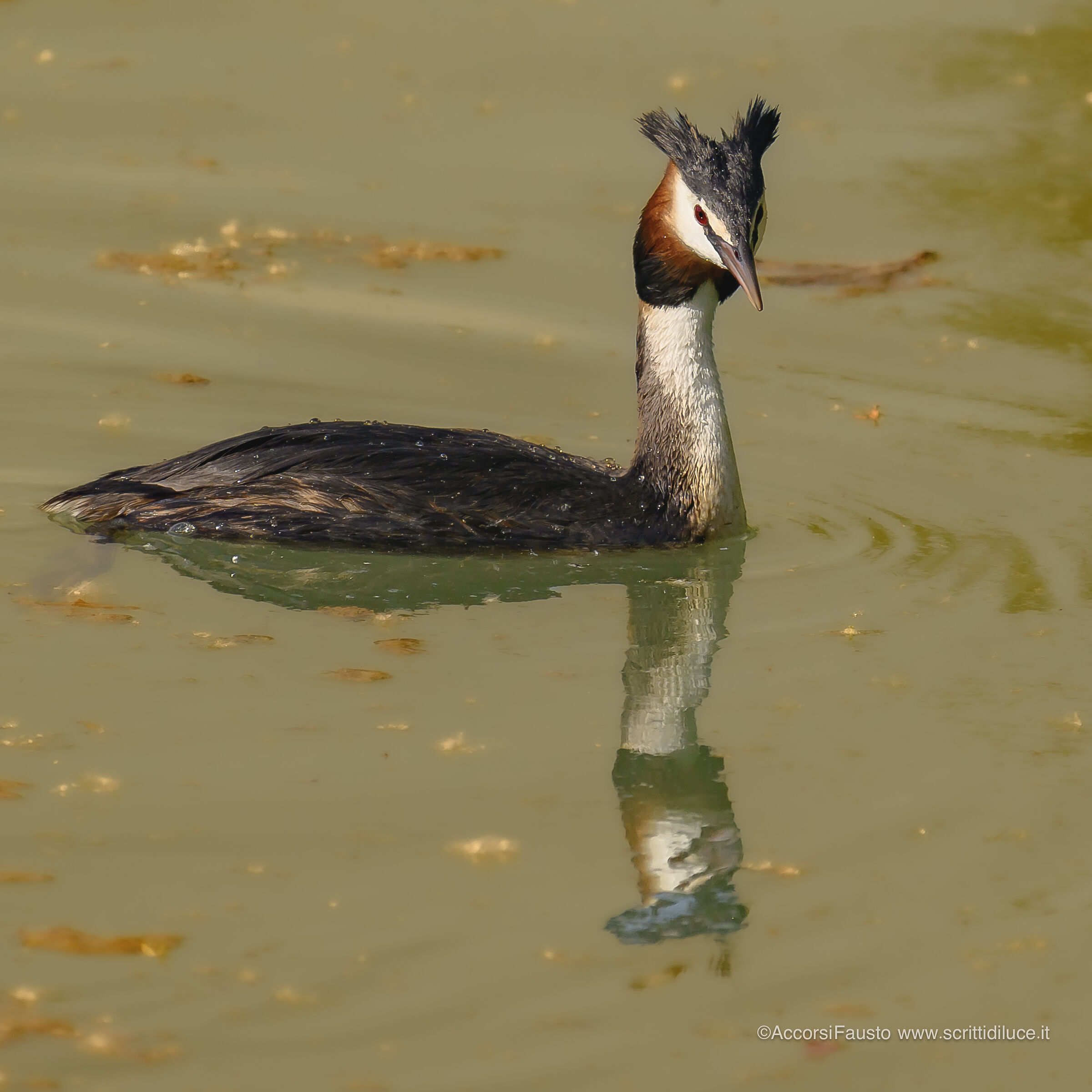 Grebe...