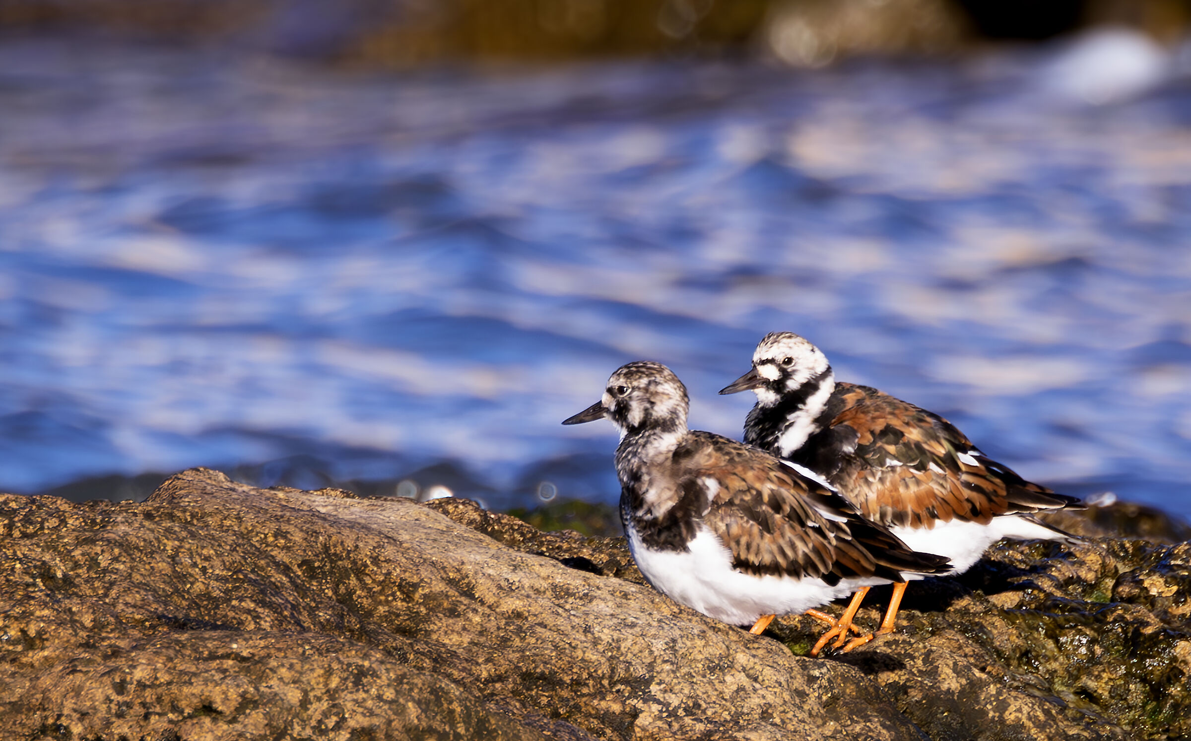 a coupleof turnstones...