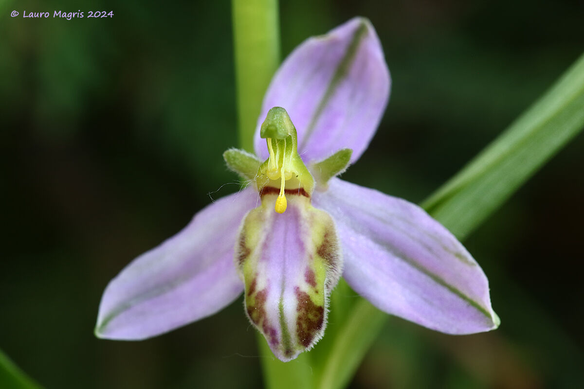 Ophrys apifera var. tilaventina...
