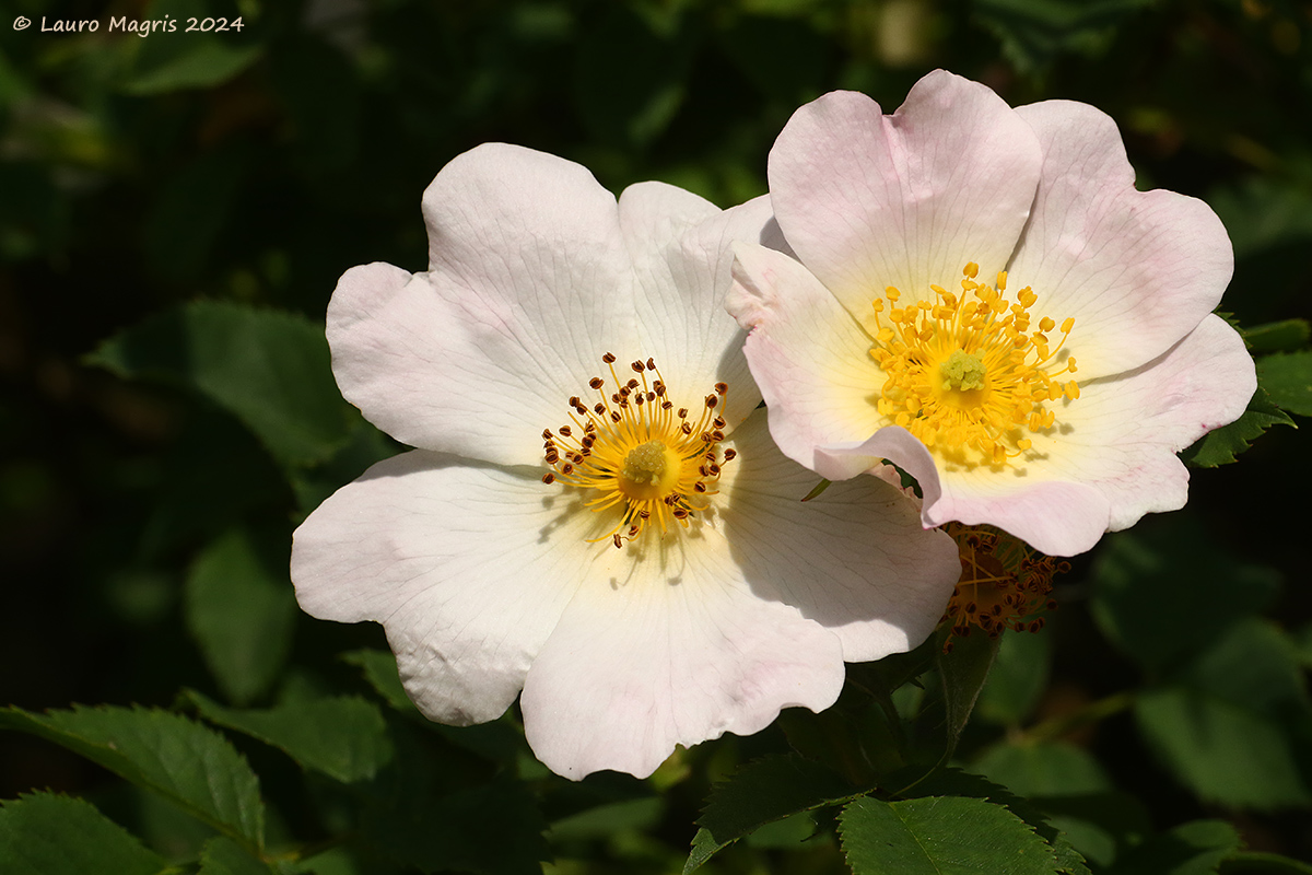 Rosehip...