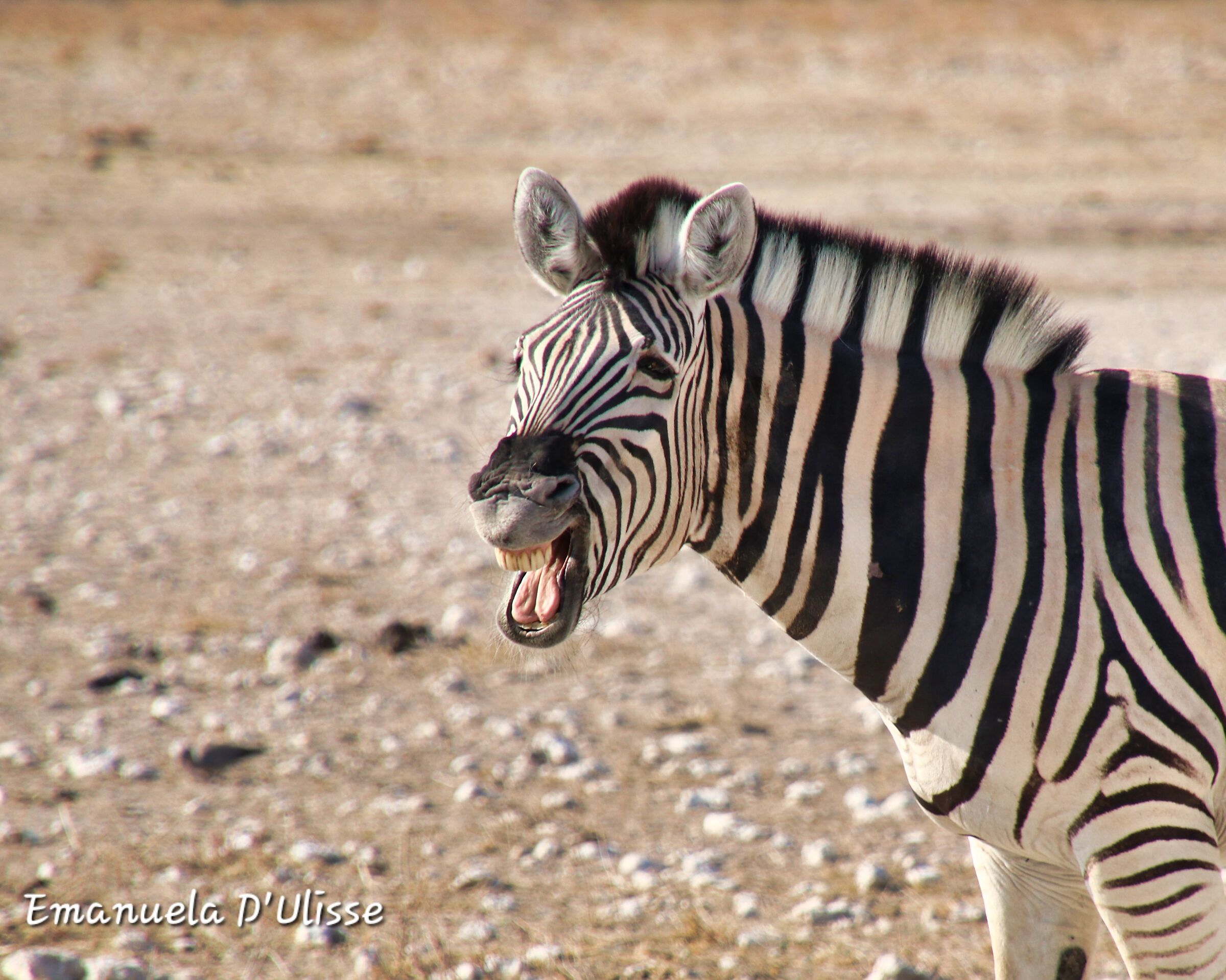 Etosha National Park_Namibia...