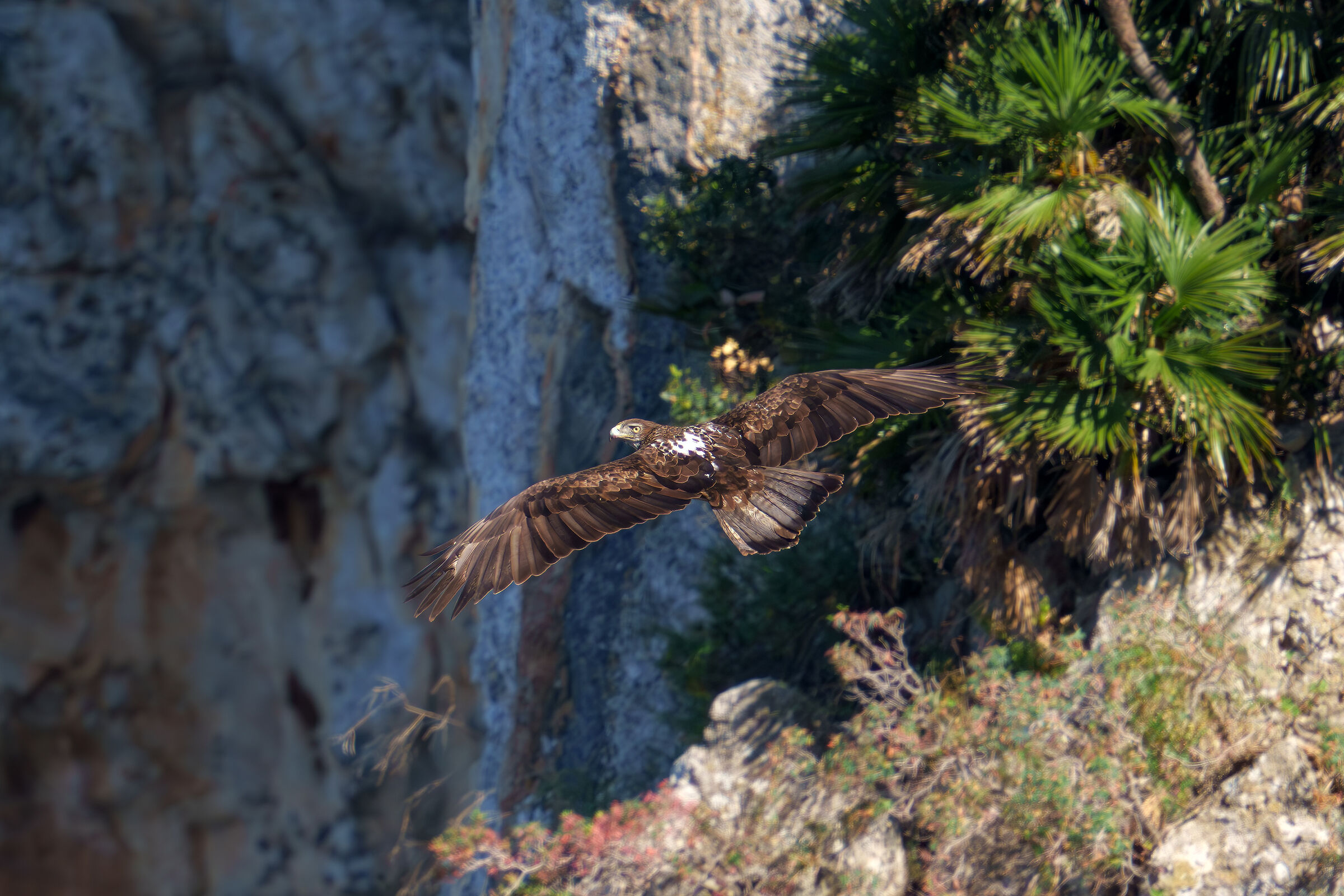 Aquila di Bonelli in perlustrazione...