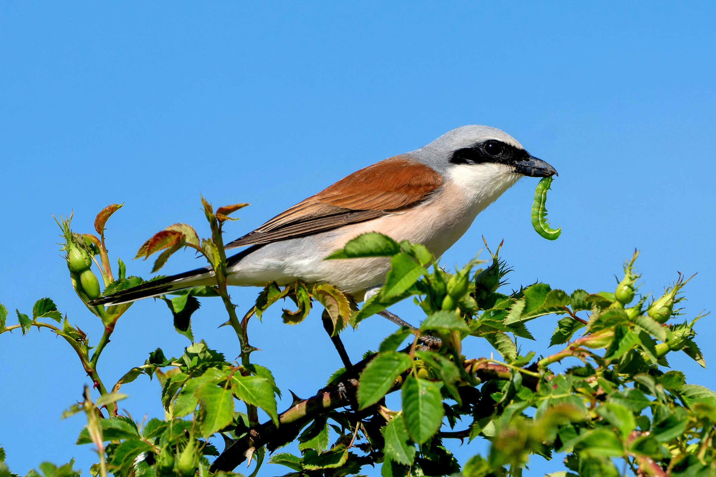 Averla piccola (Lanius collurio) con Bruco verde....