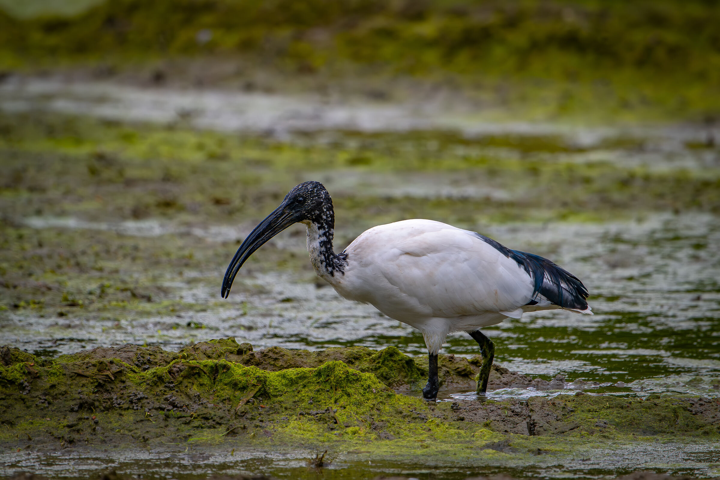 Sacred Ibis...