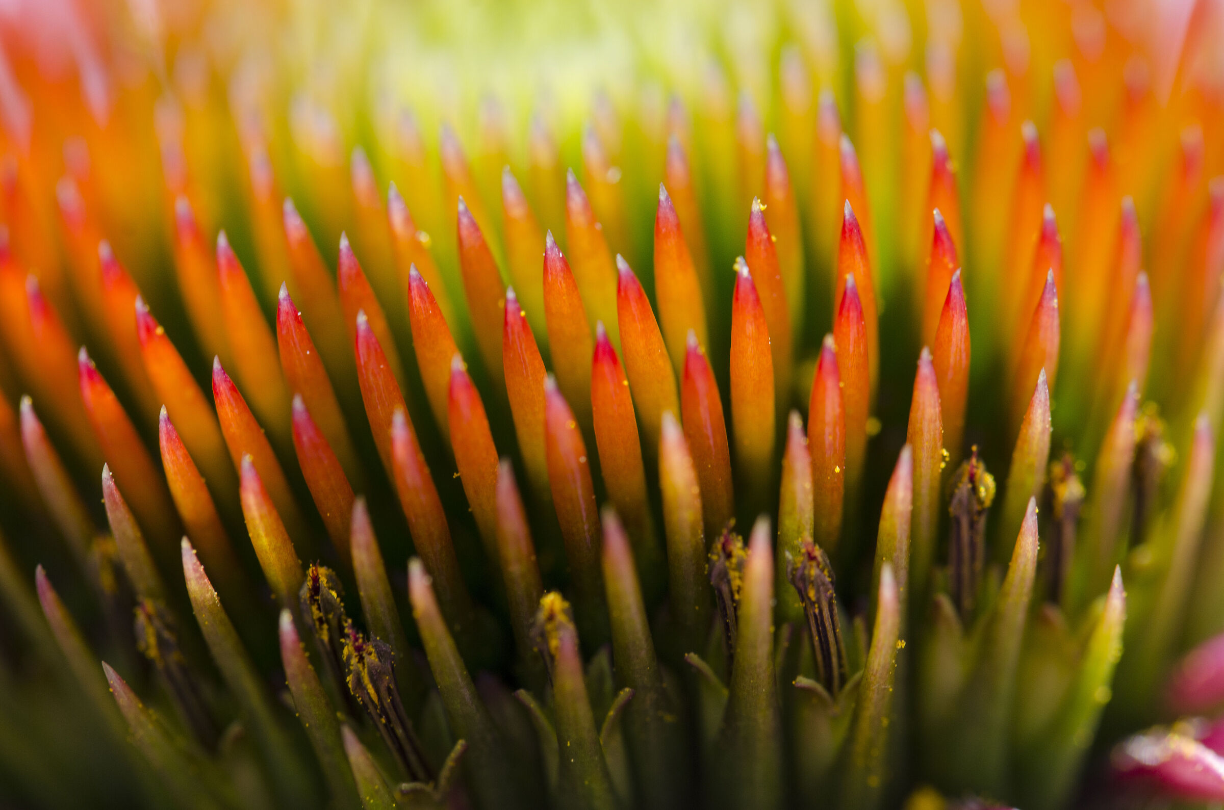 Echinacea...