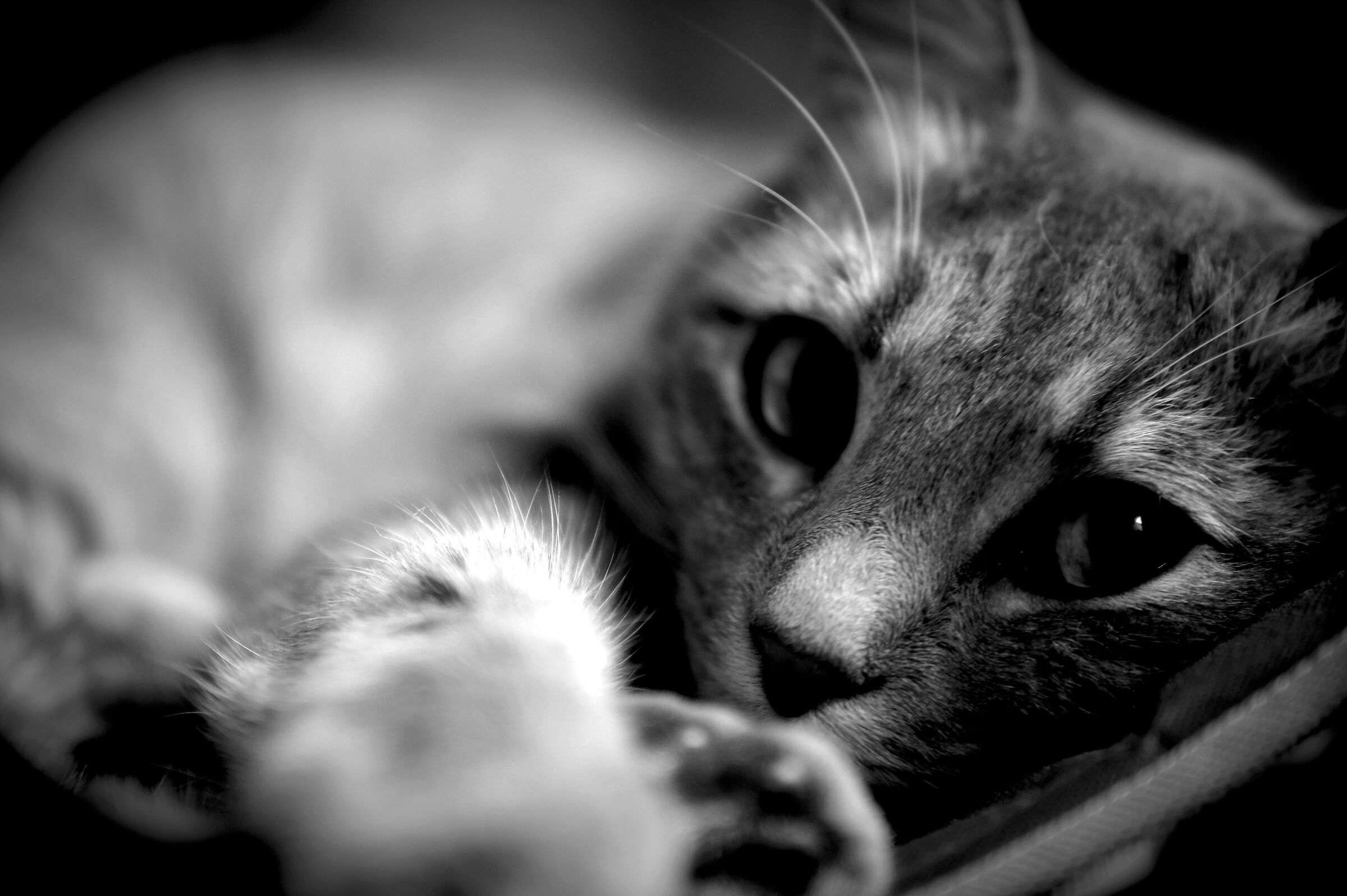 Grey...