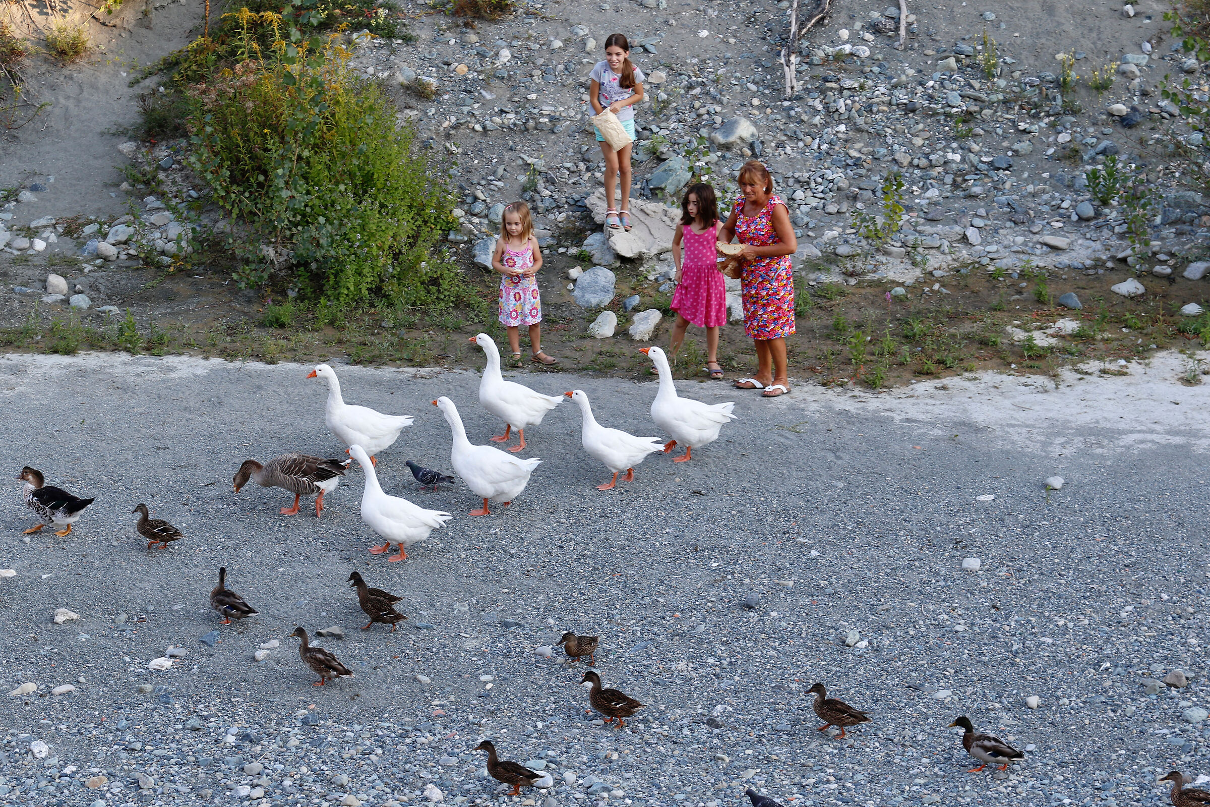 The place of the geese...