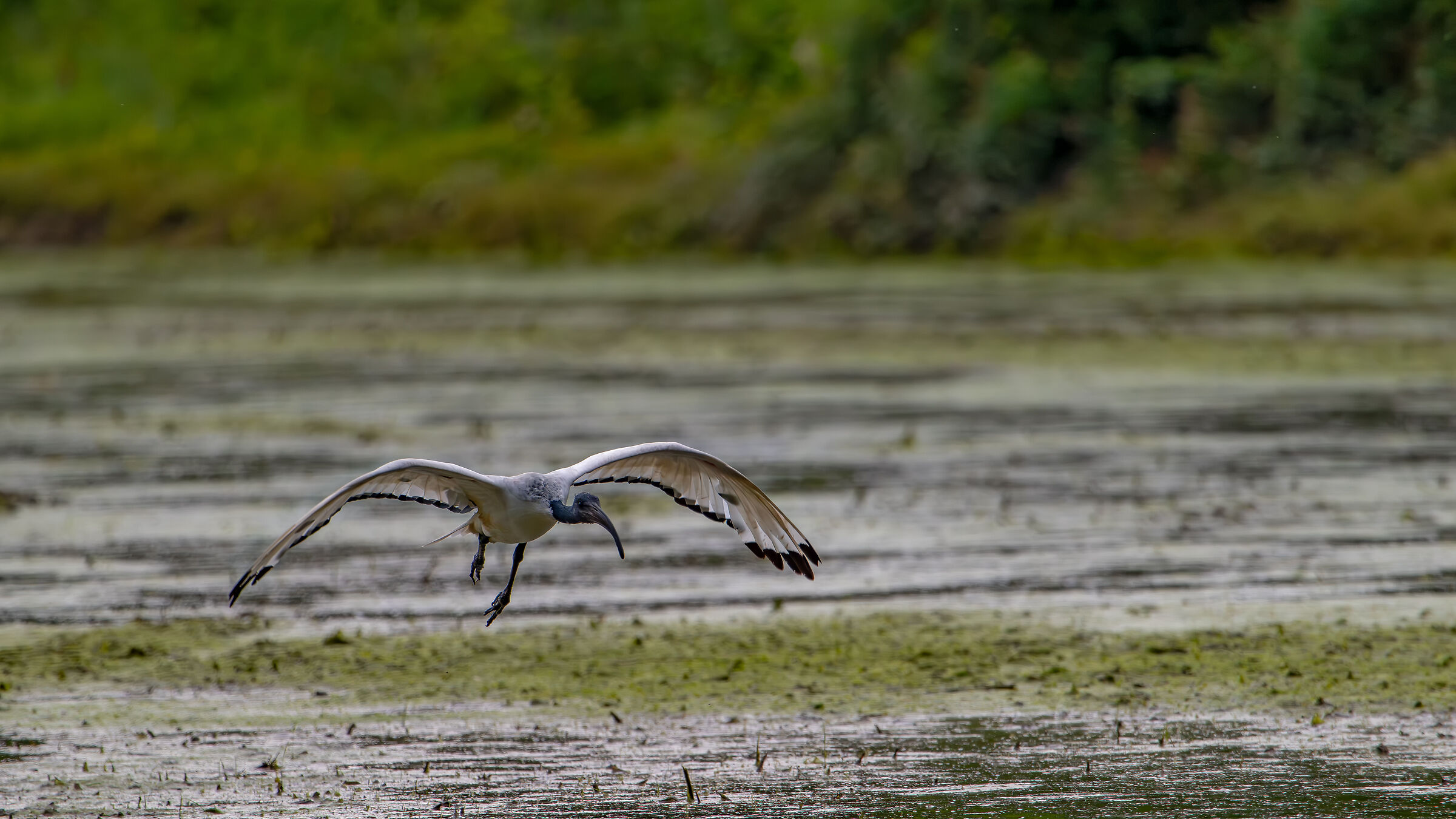 Ibis Sacro...