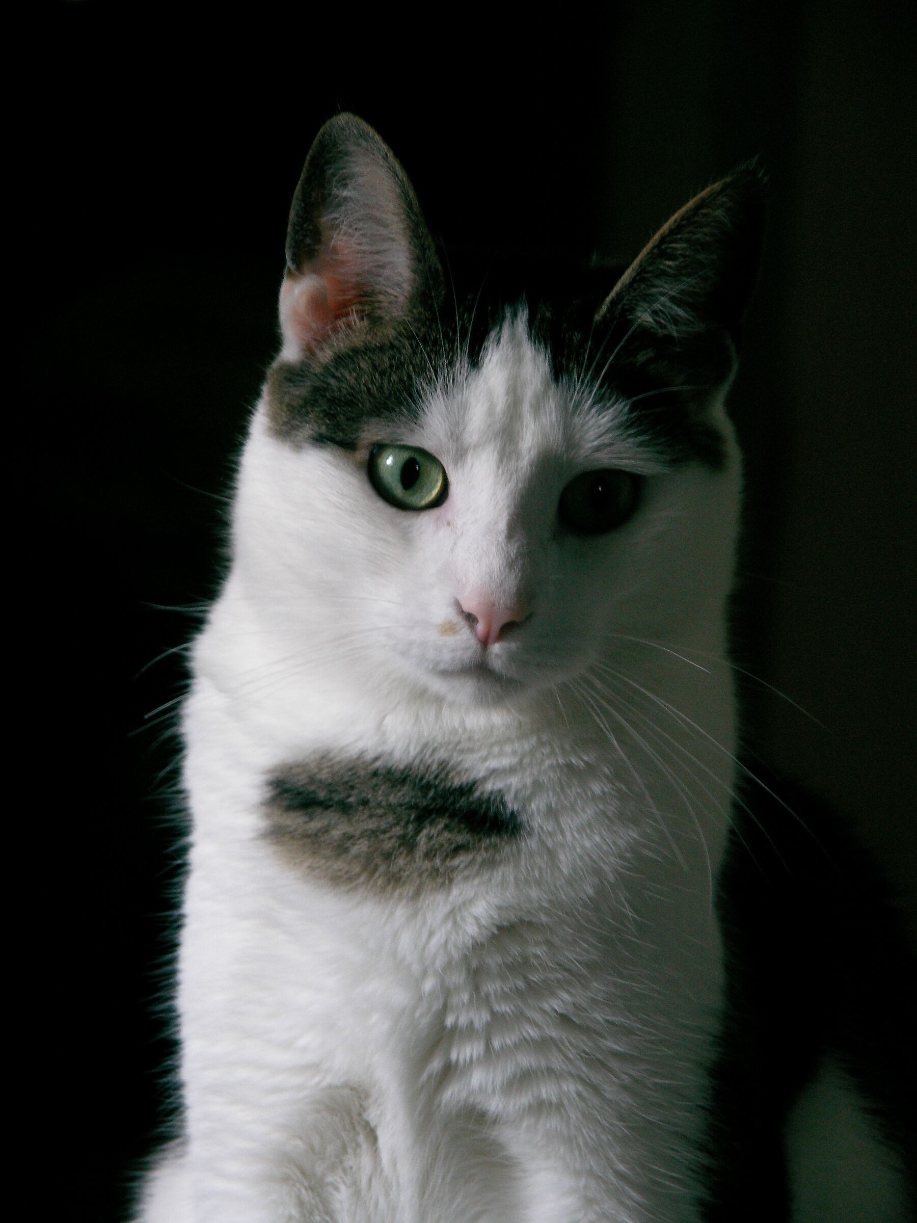 Cat...