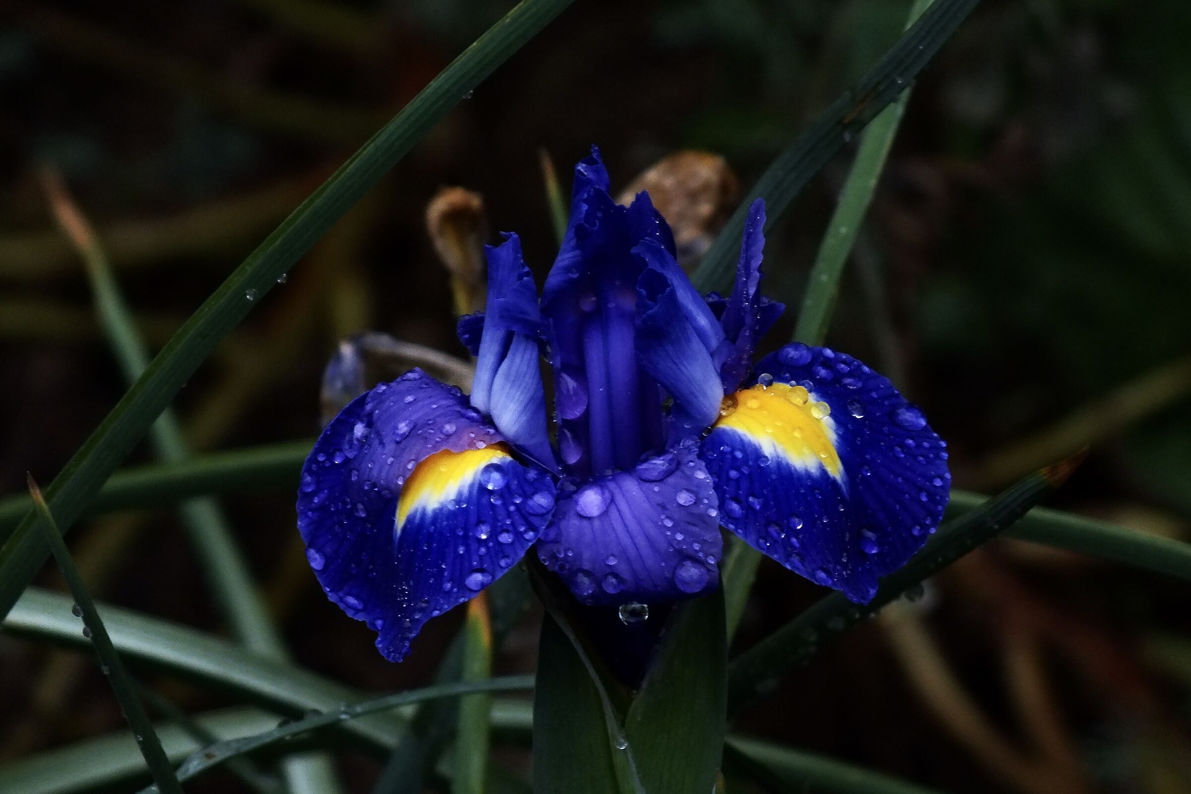 orchid...