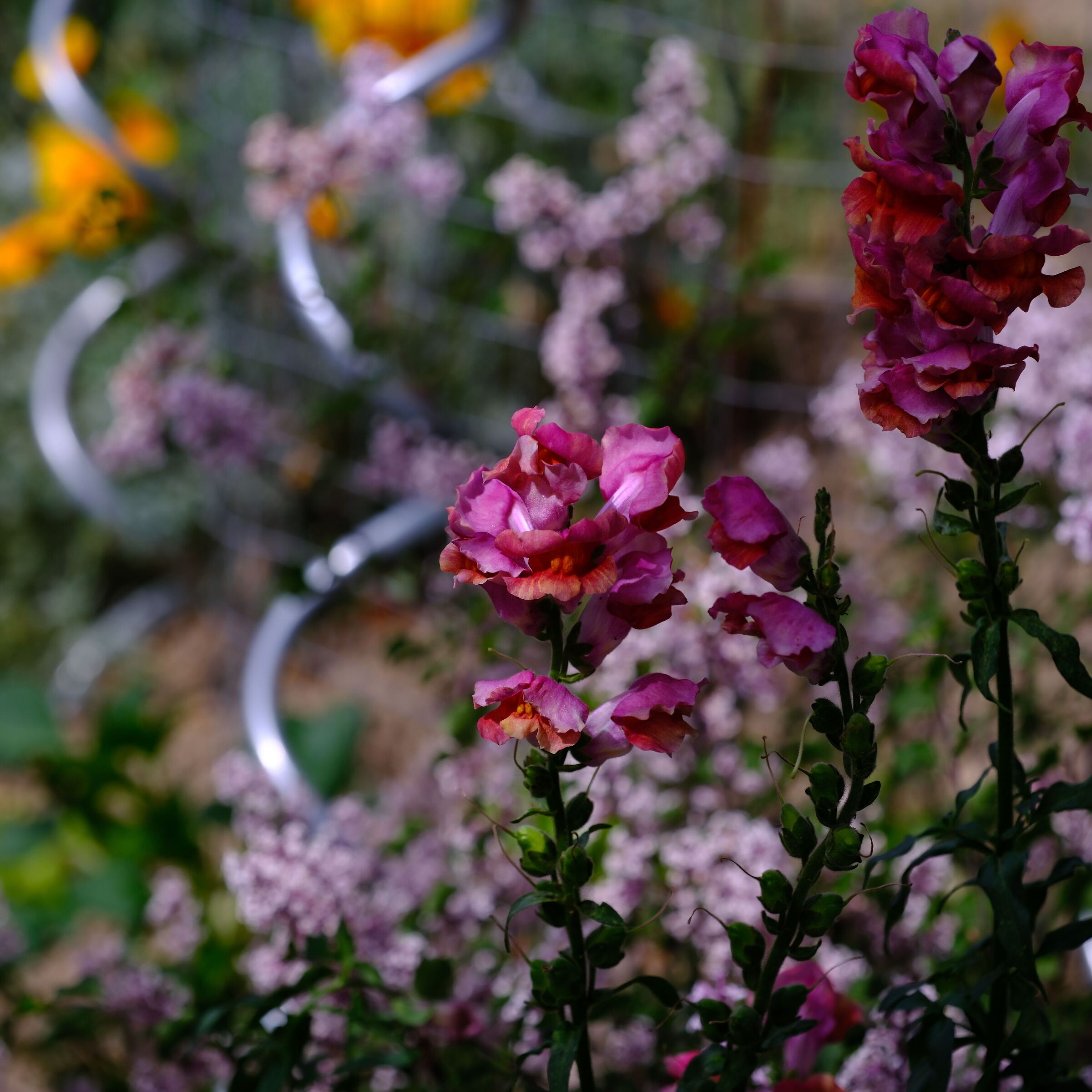orchid...