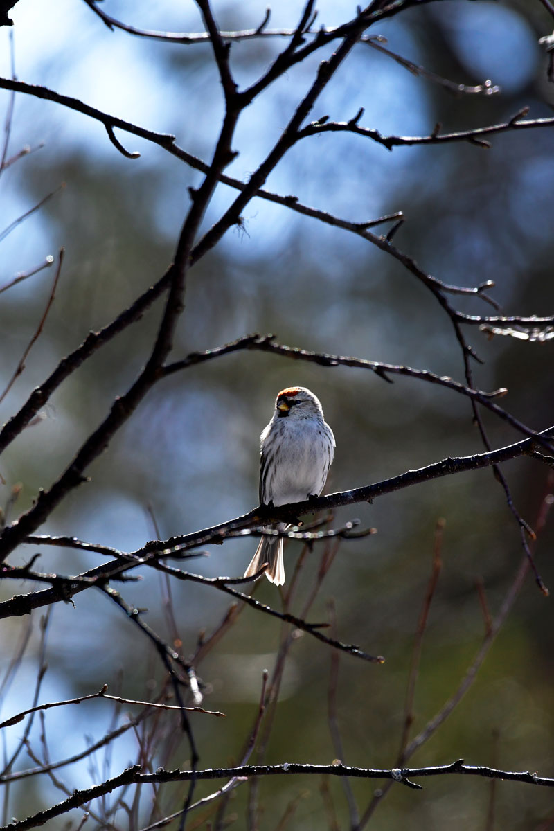 Arctic Accordion, Arctic Redpoll...