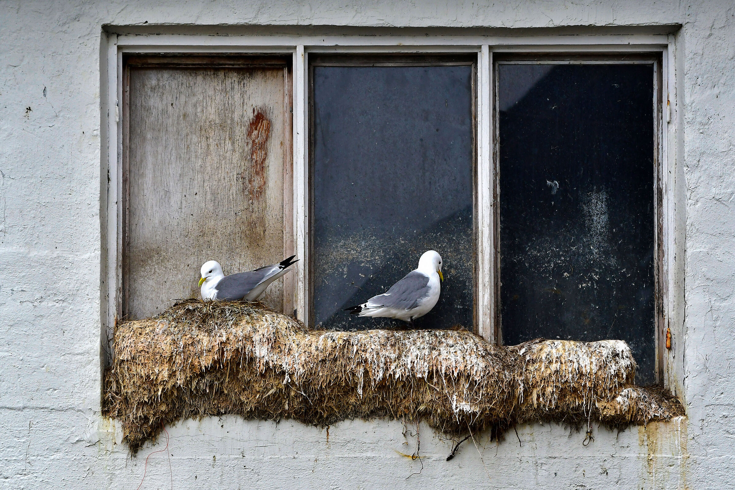 Kittiwakes, Black-legged Kittiwakes...