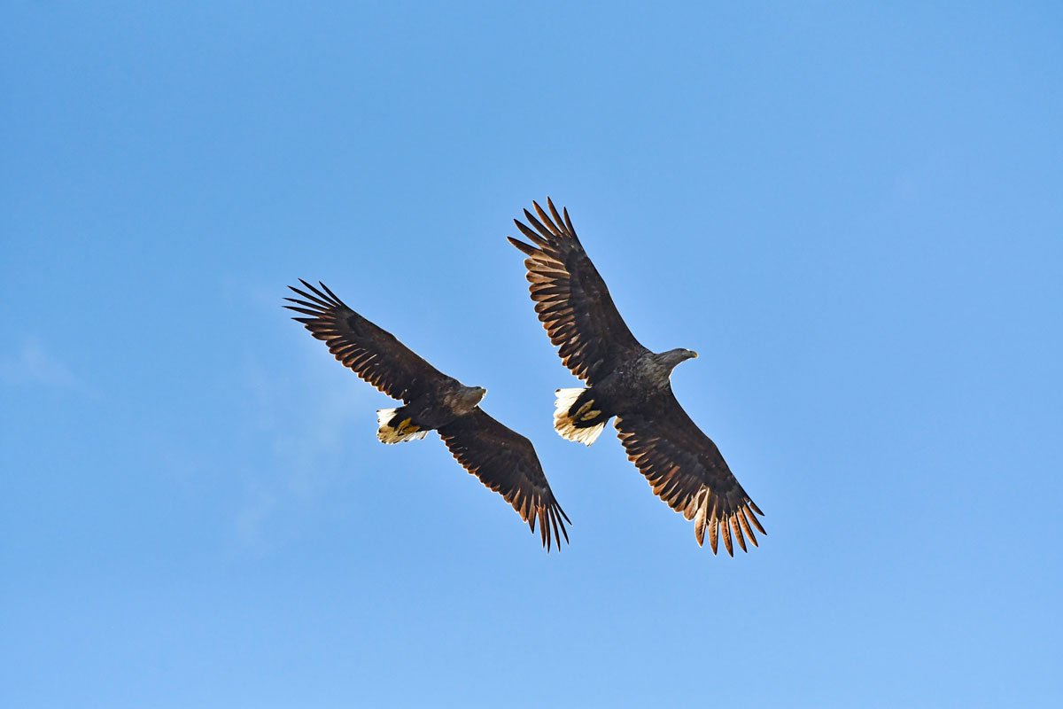 Sea Eagles, White-tailed Eagles...