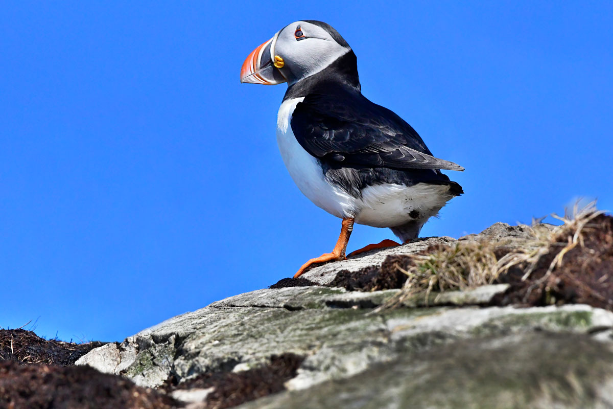Puffin, Puffin...