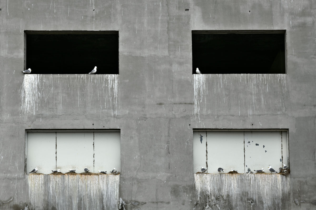 Kittiwakes, Black-legged Kittiwakes...