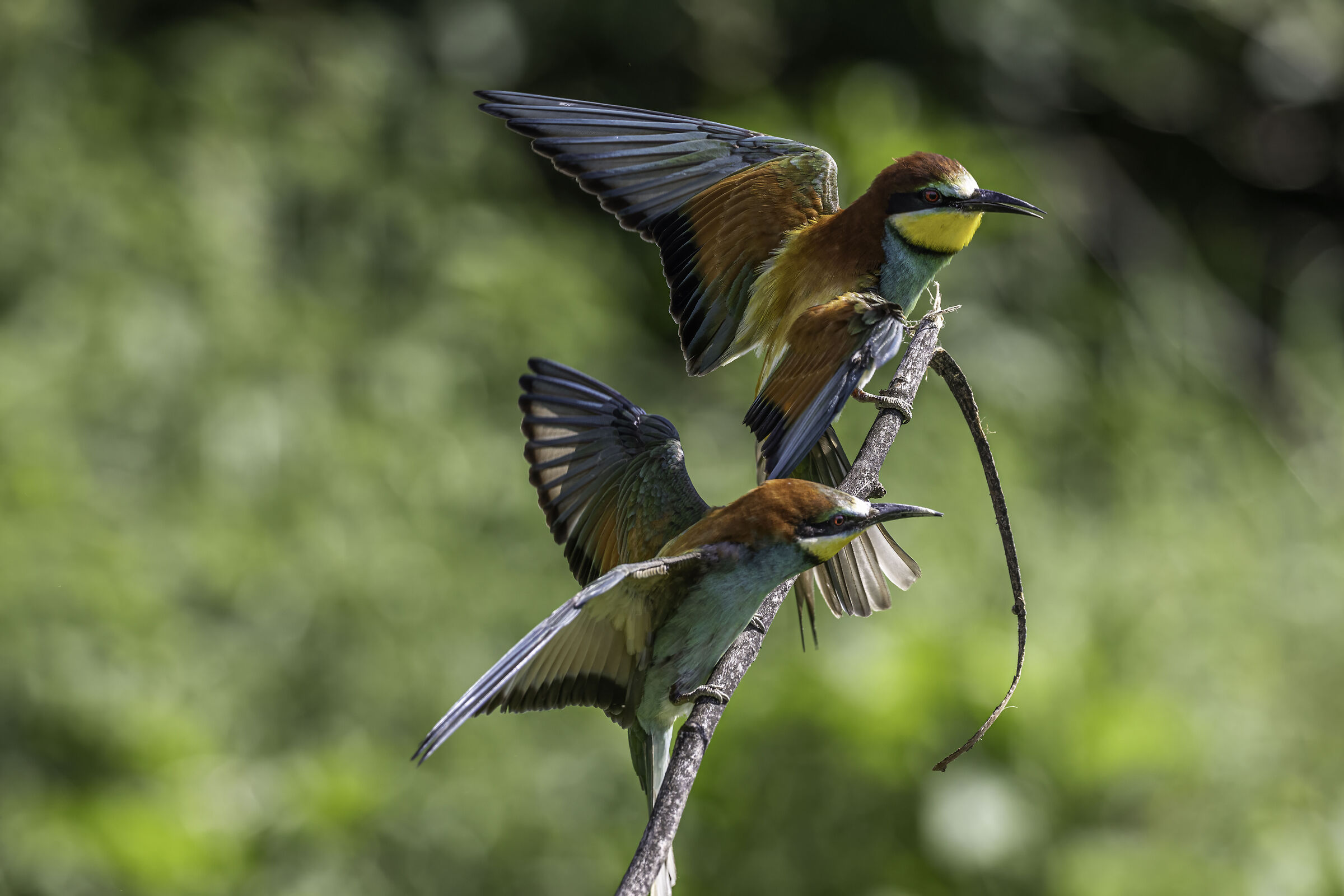 Bee-eaters...