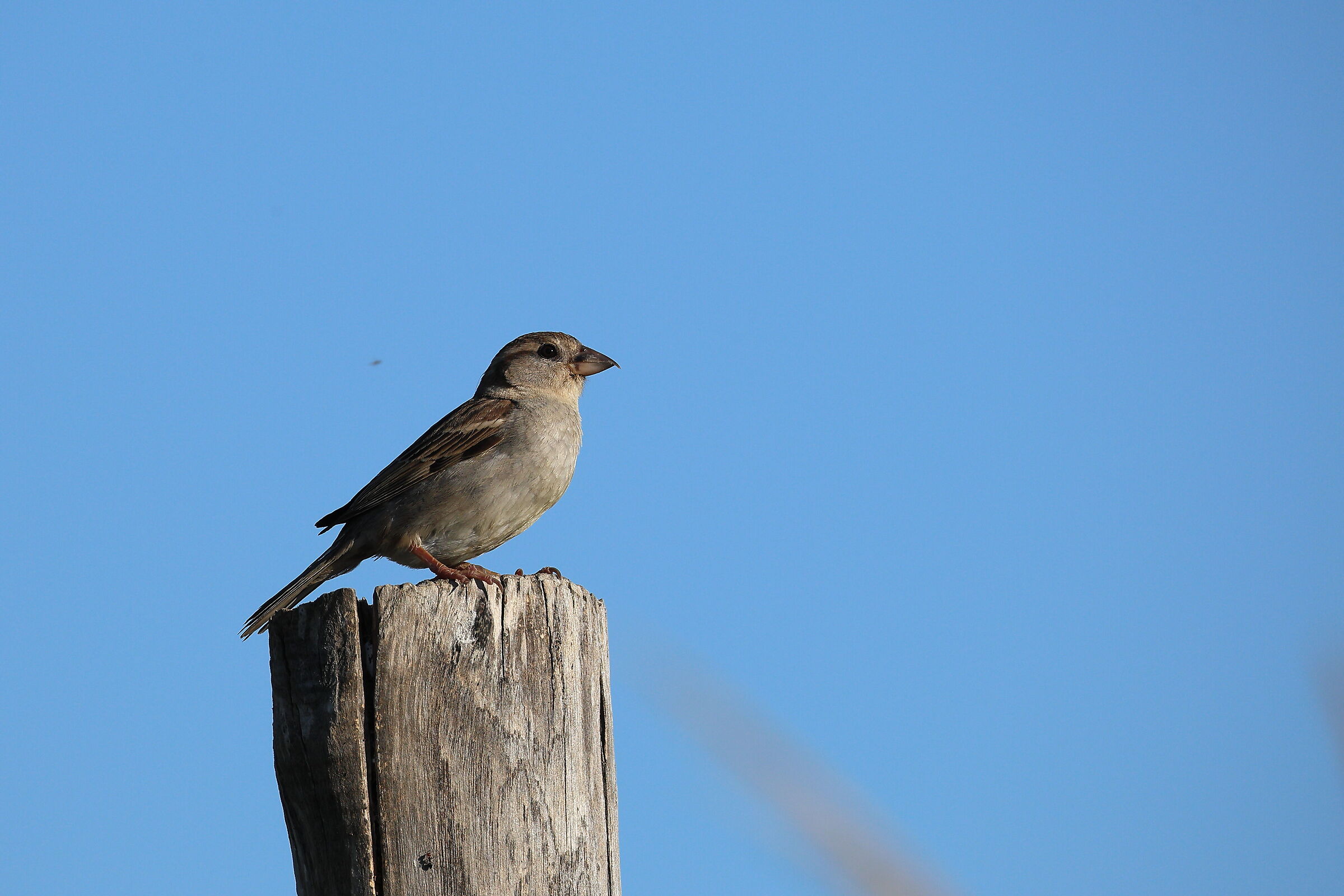 Italian Sparrow, Female ...