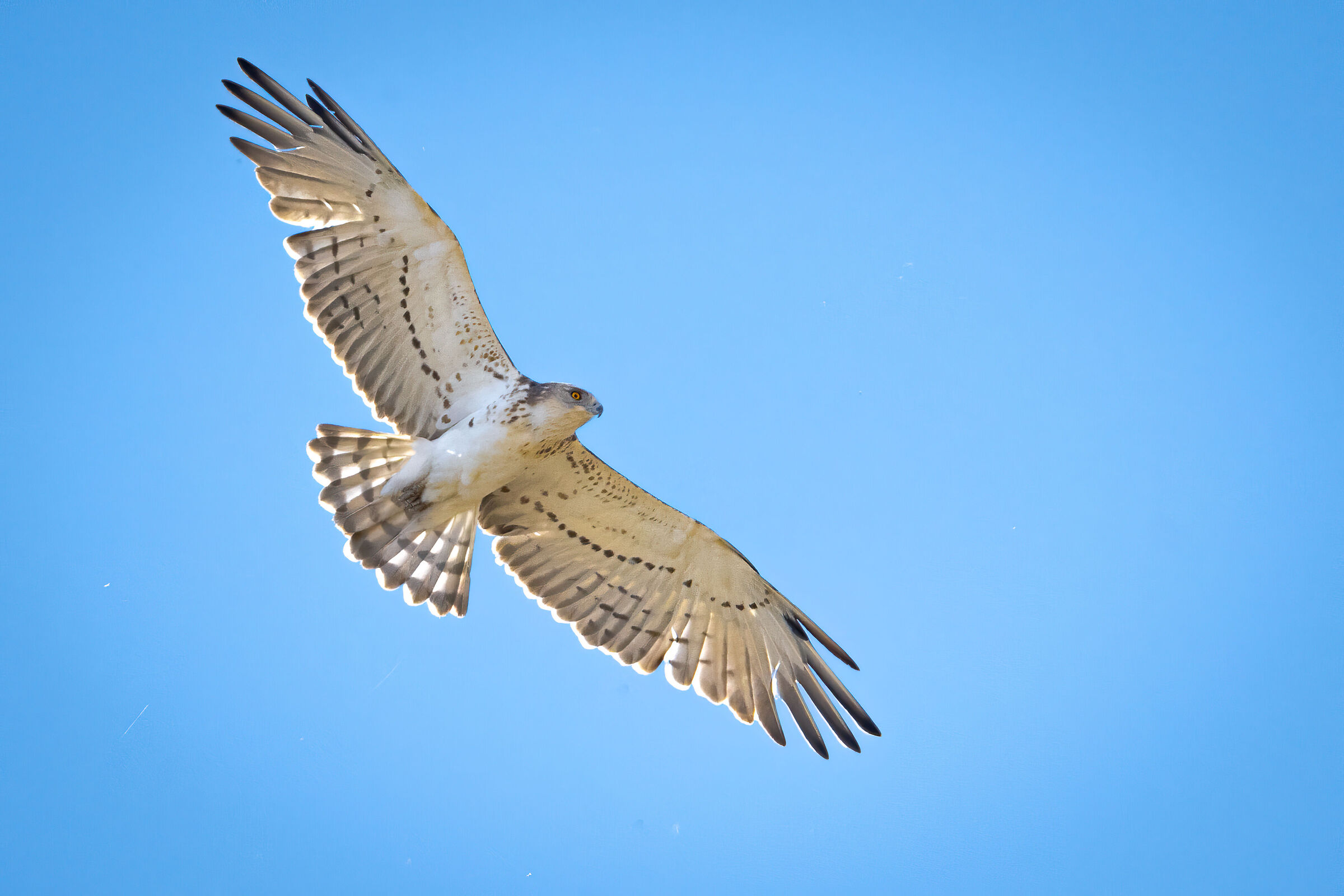 Short-toed eagle (juv.) in flight...