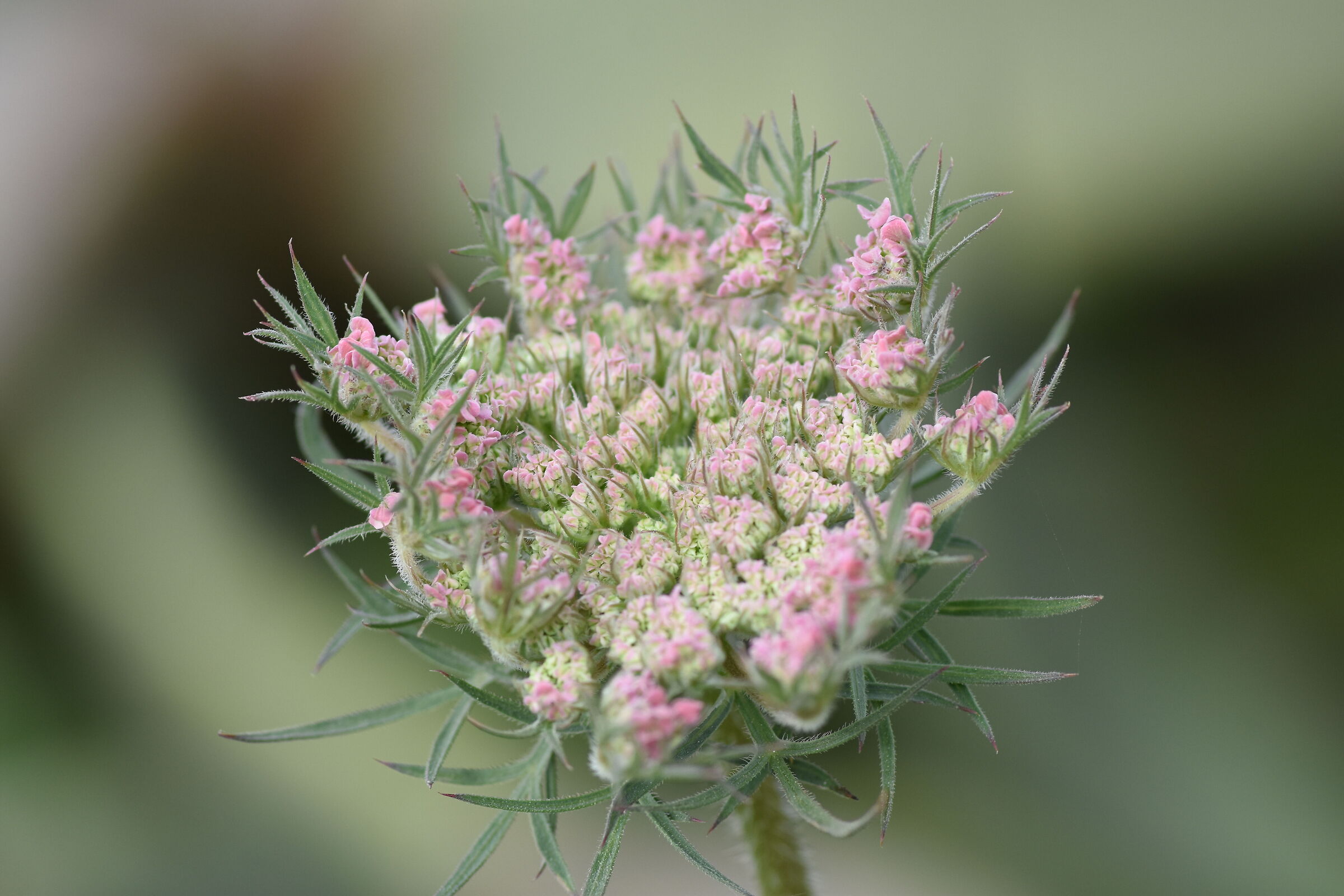 " Crop 150 ", Tokina 100 F. 2.8 Atx-i- Nikon D 7200...