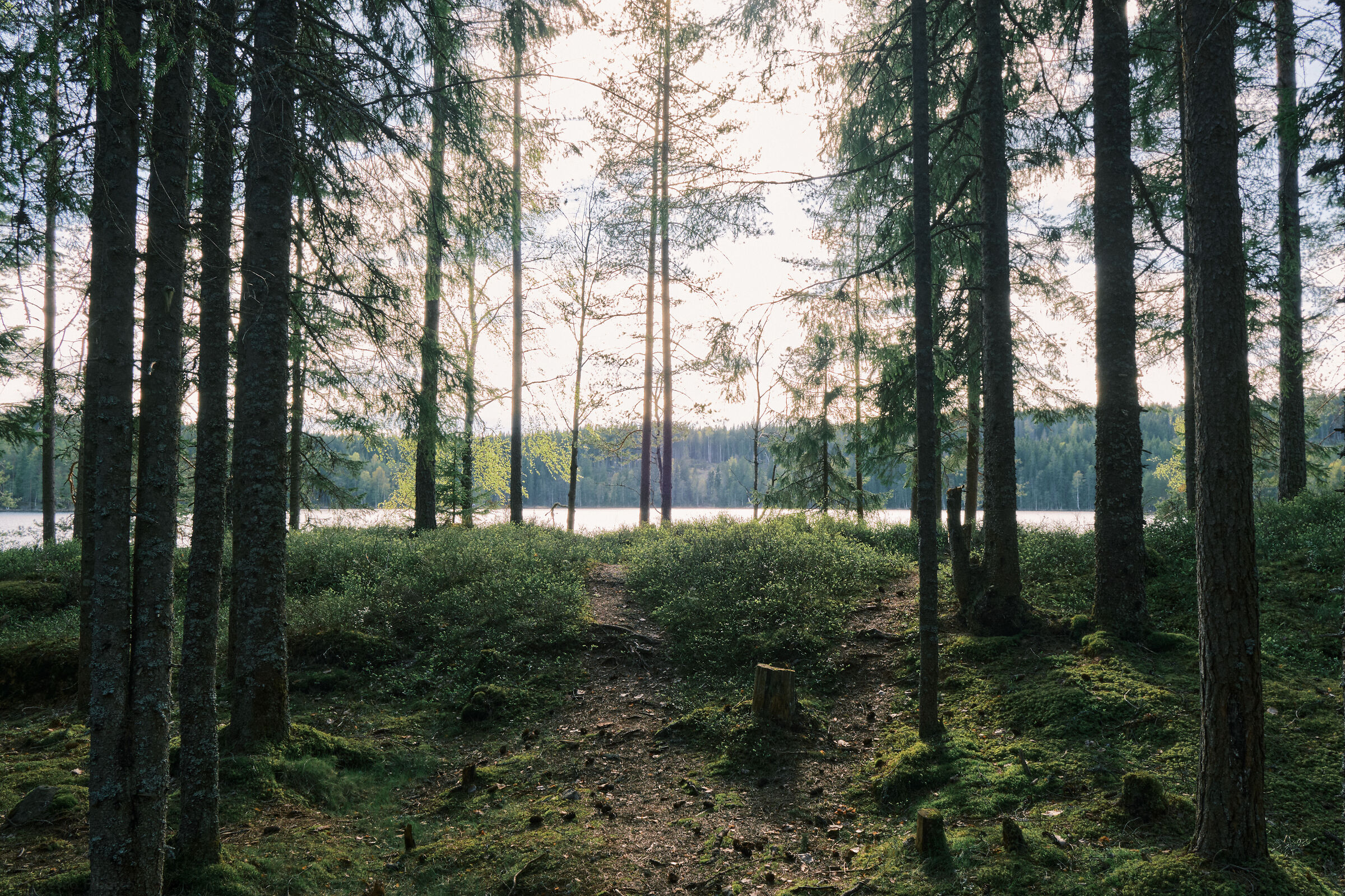 Forest light...