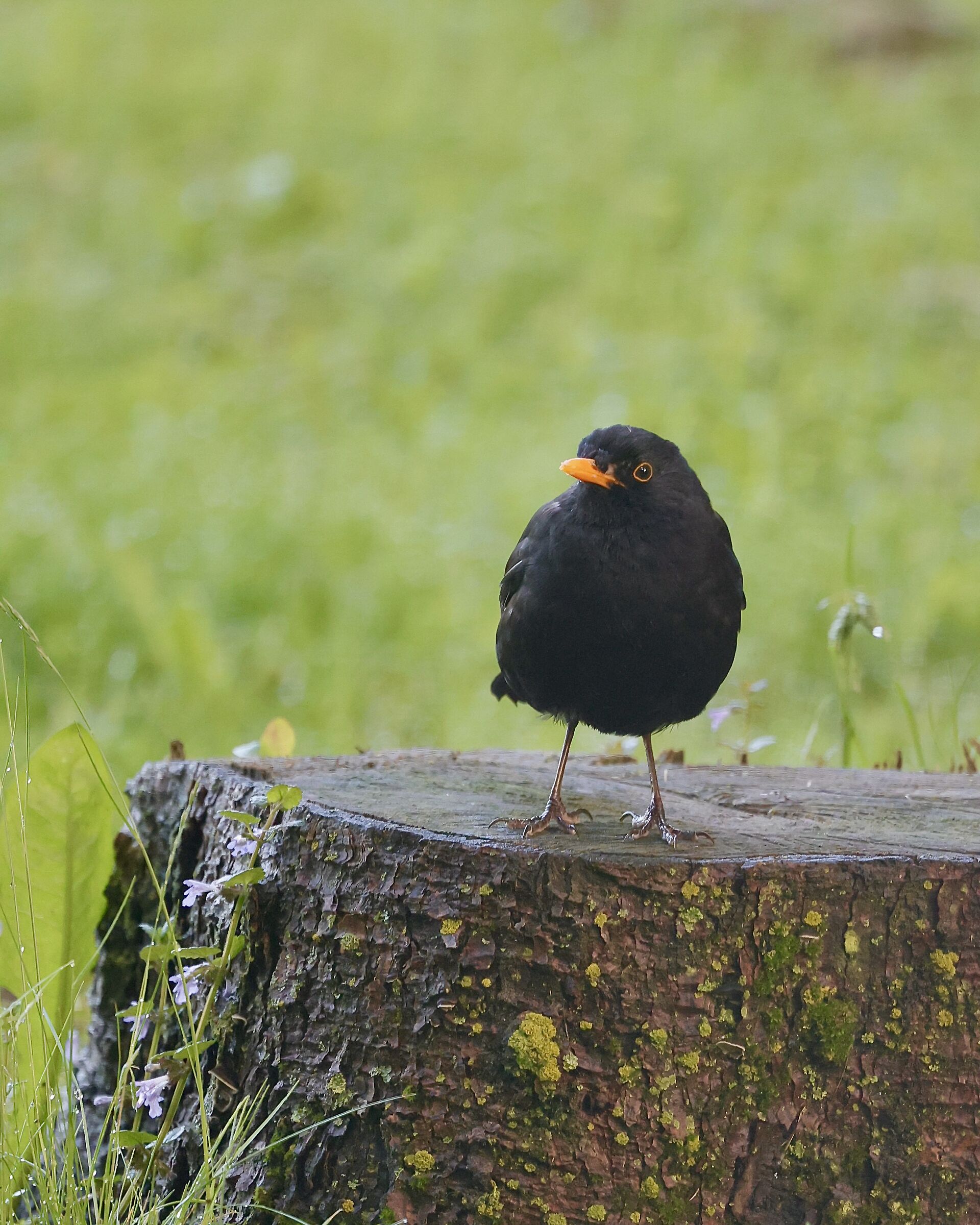 Blackbird...