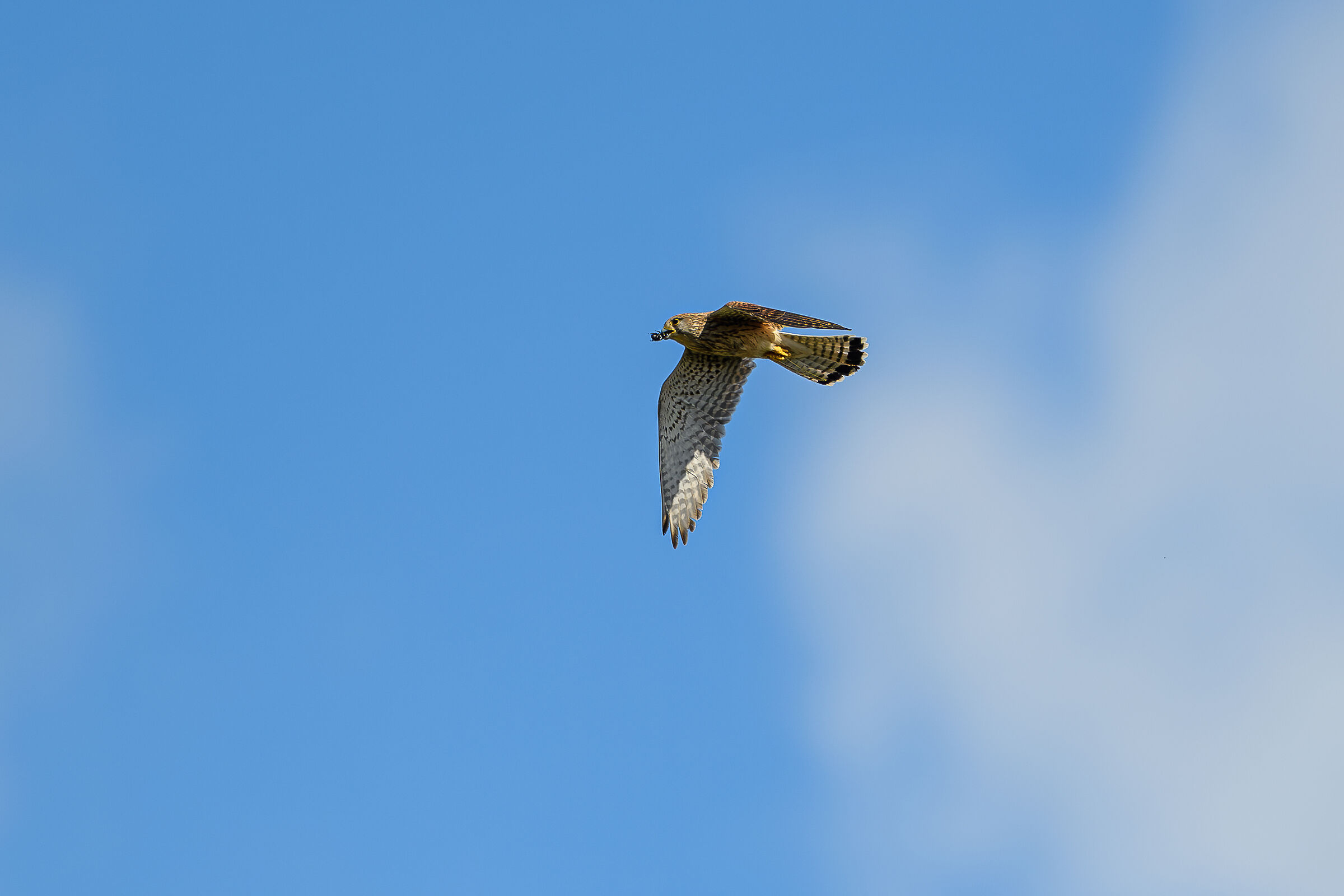 Kestrel...