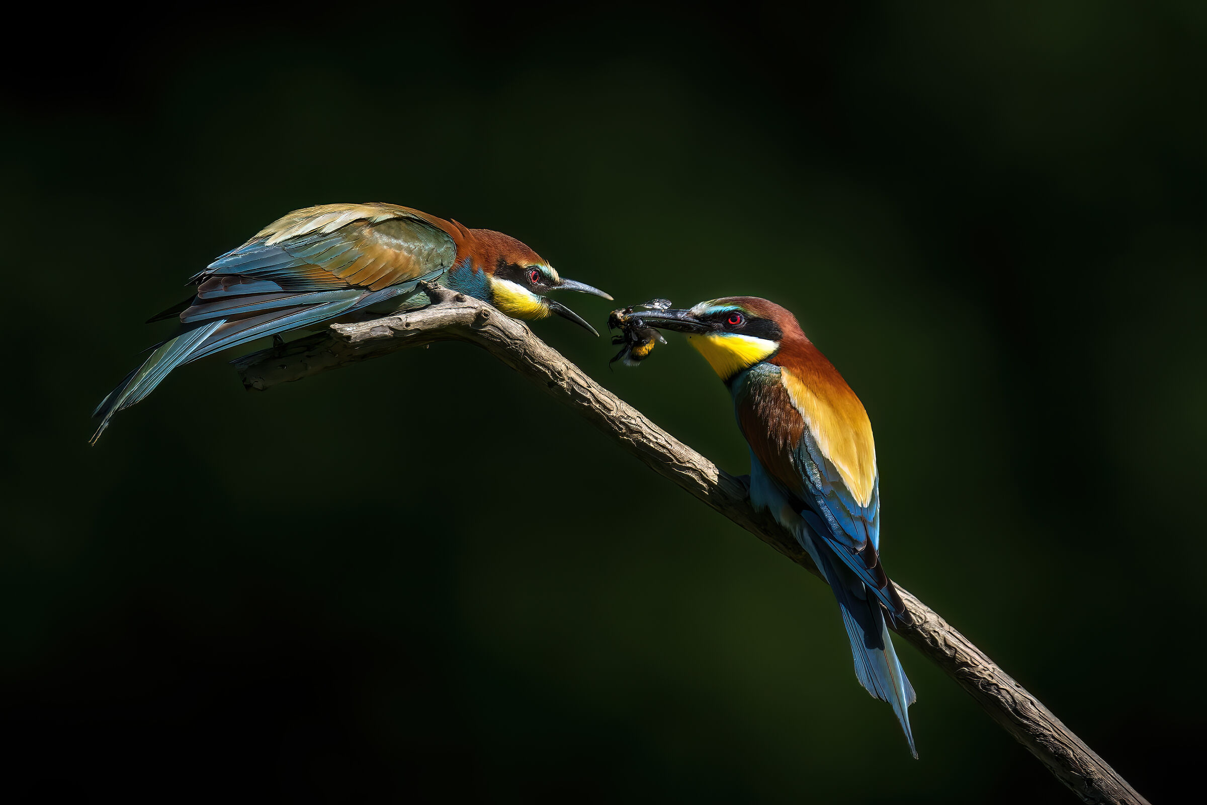 Love affair...