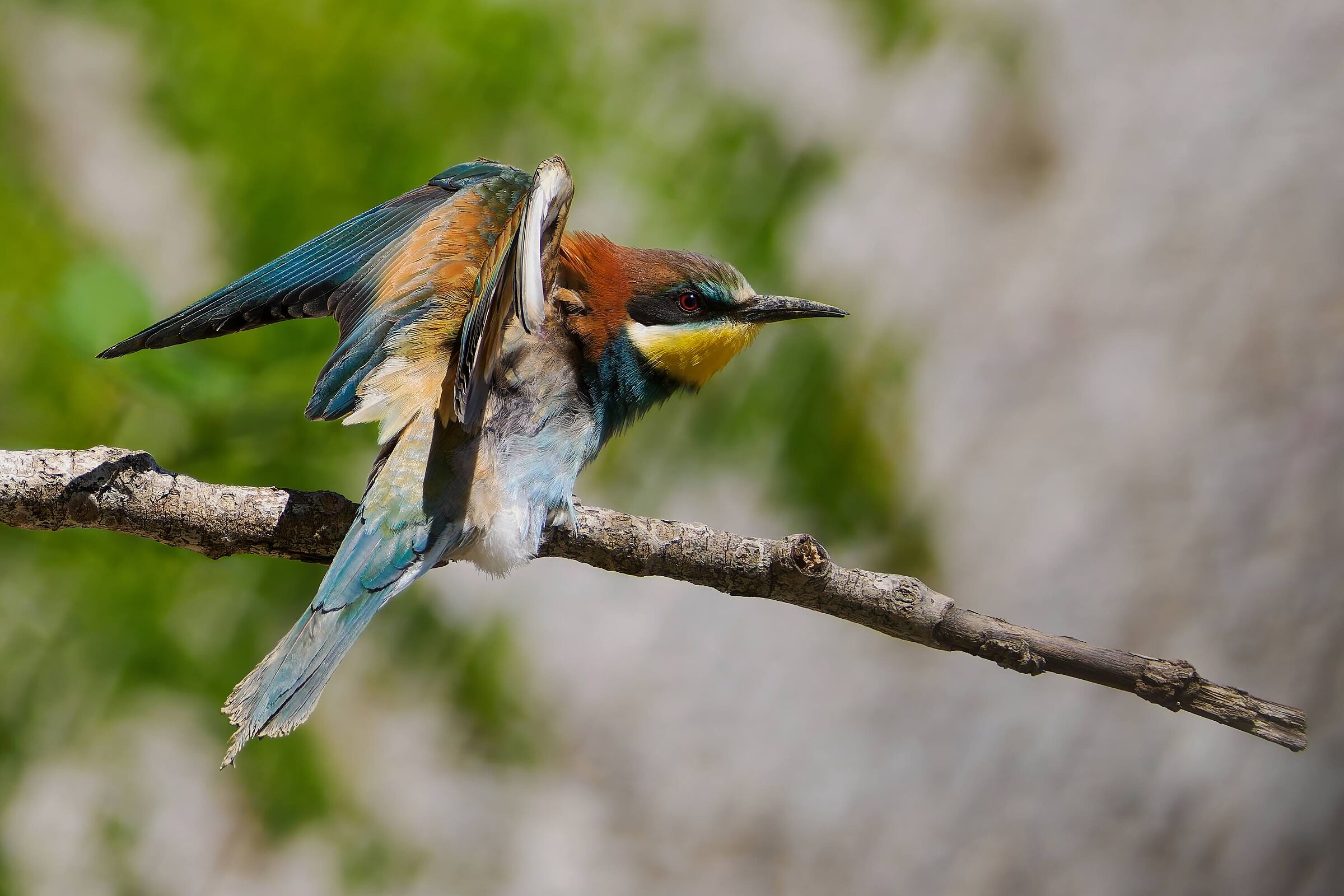 Bee-eater stretching ...