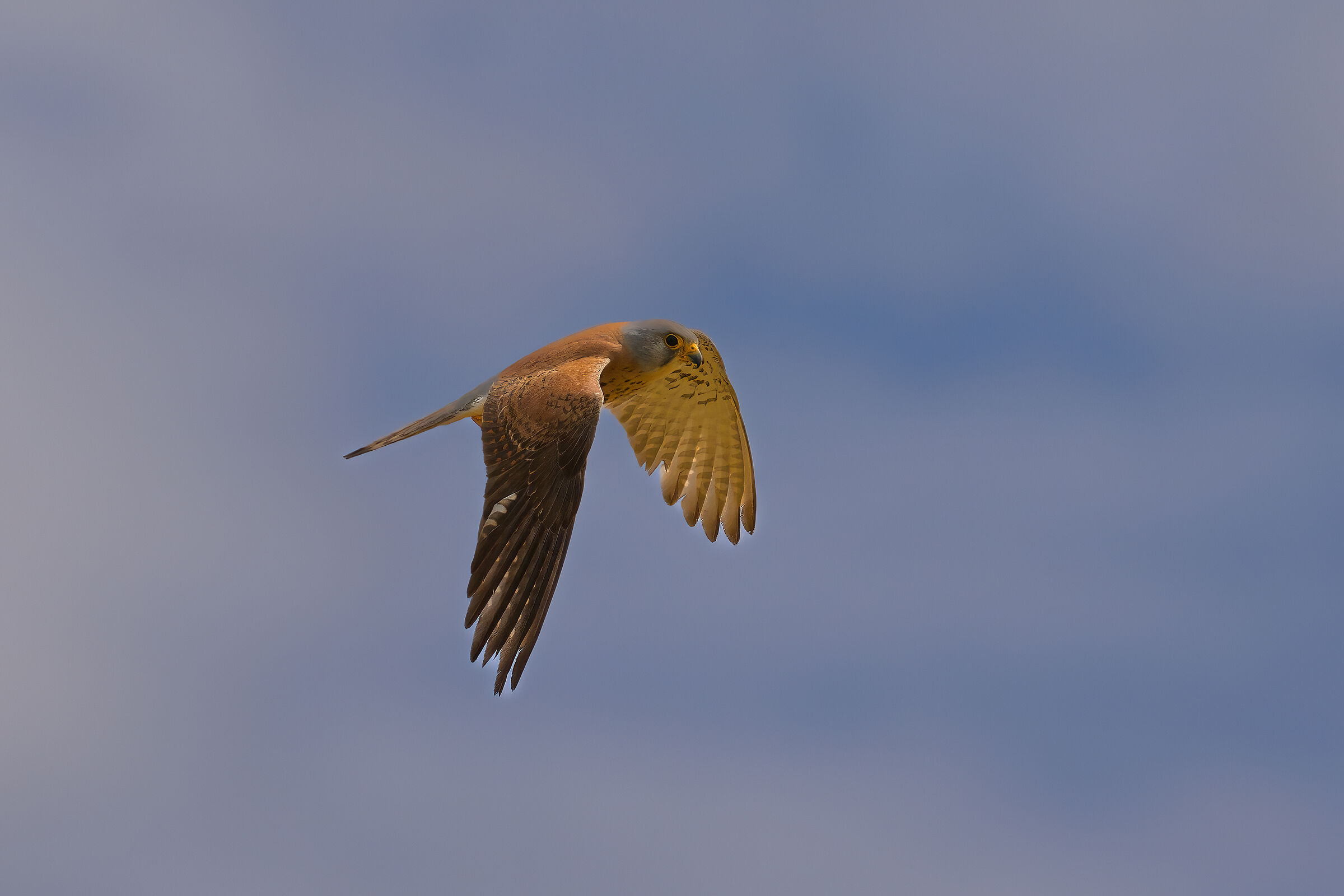 Lesser kestrel...