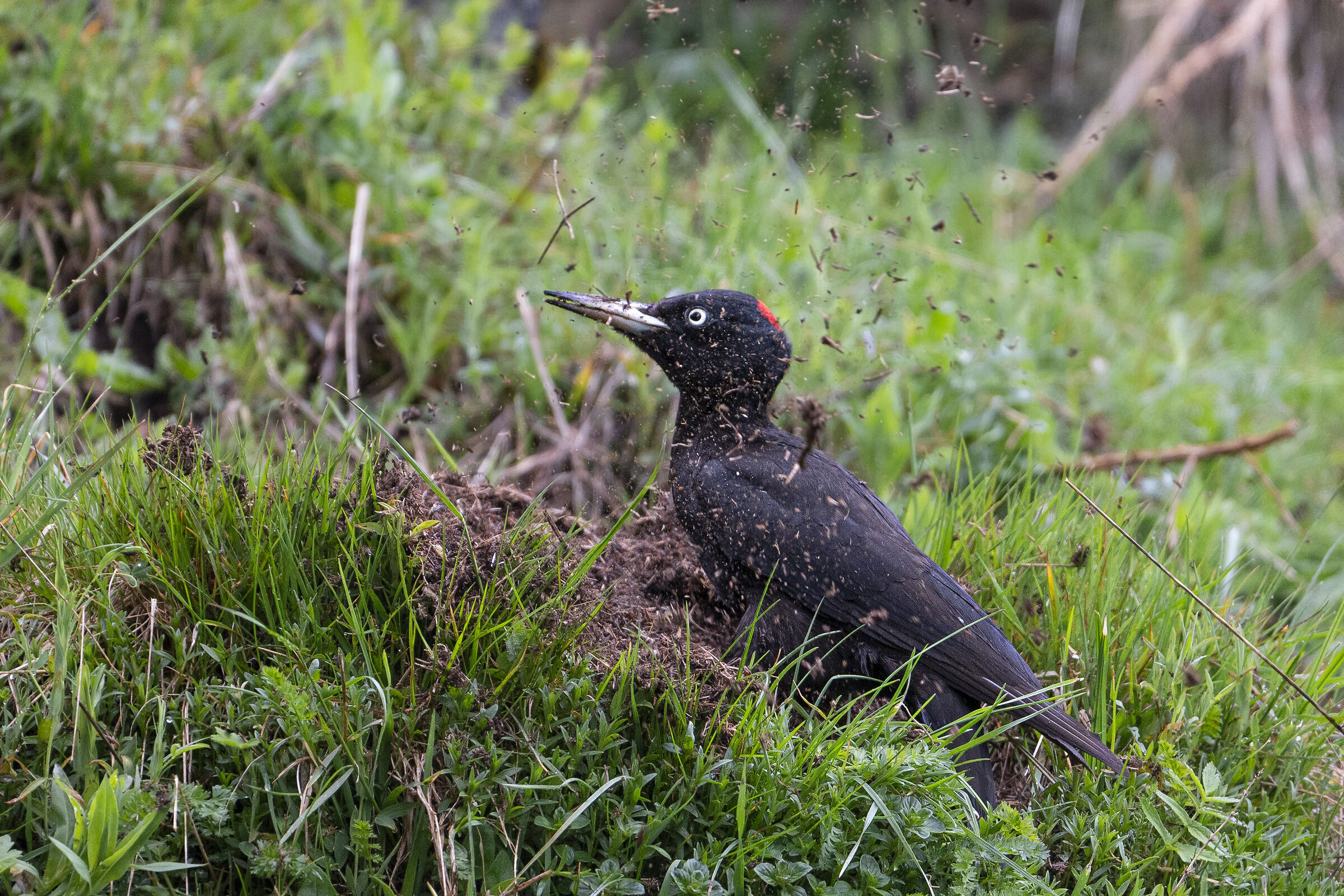 Black woodpecker...