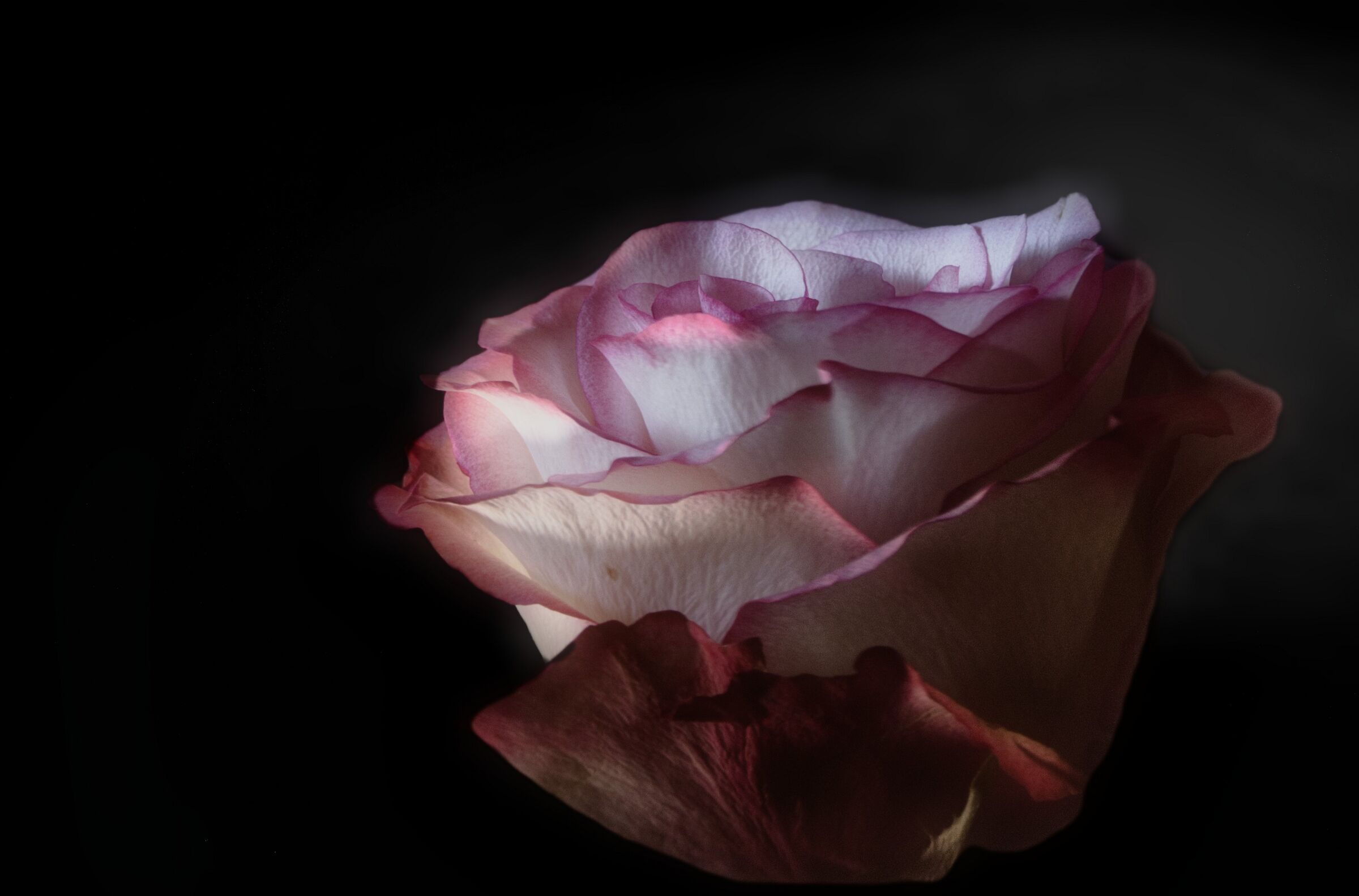 Rosa...