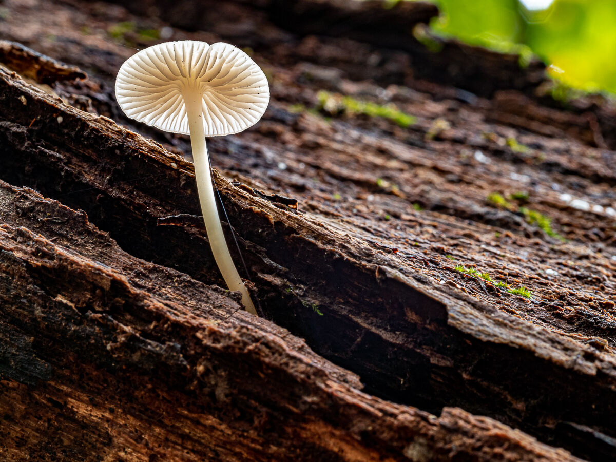 Tiny Mushroom_03...